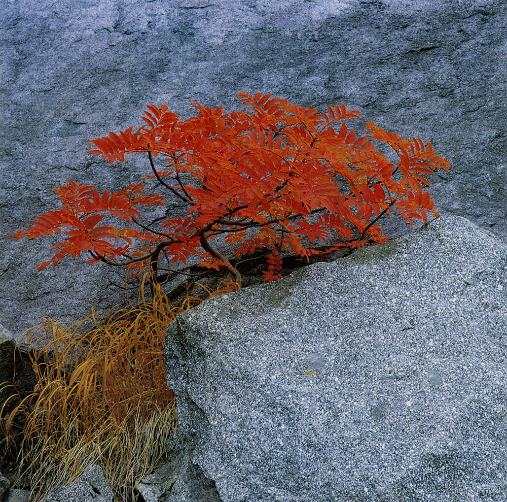 2_shinzo-maeda (1)