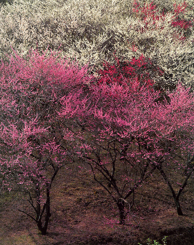 2_shinzo-maeda (5)