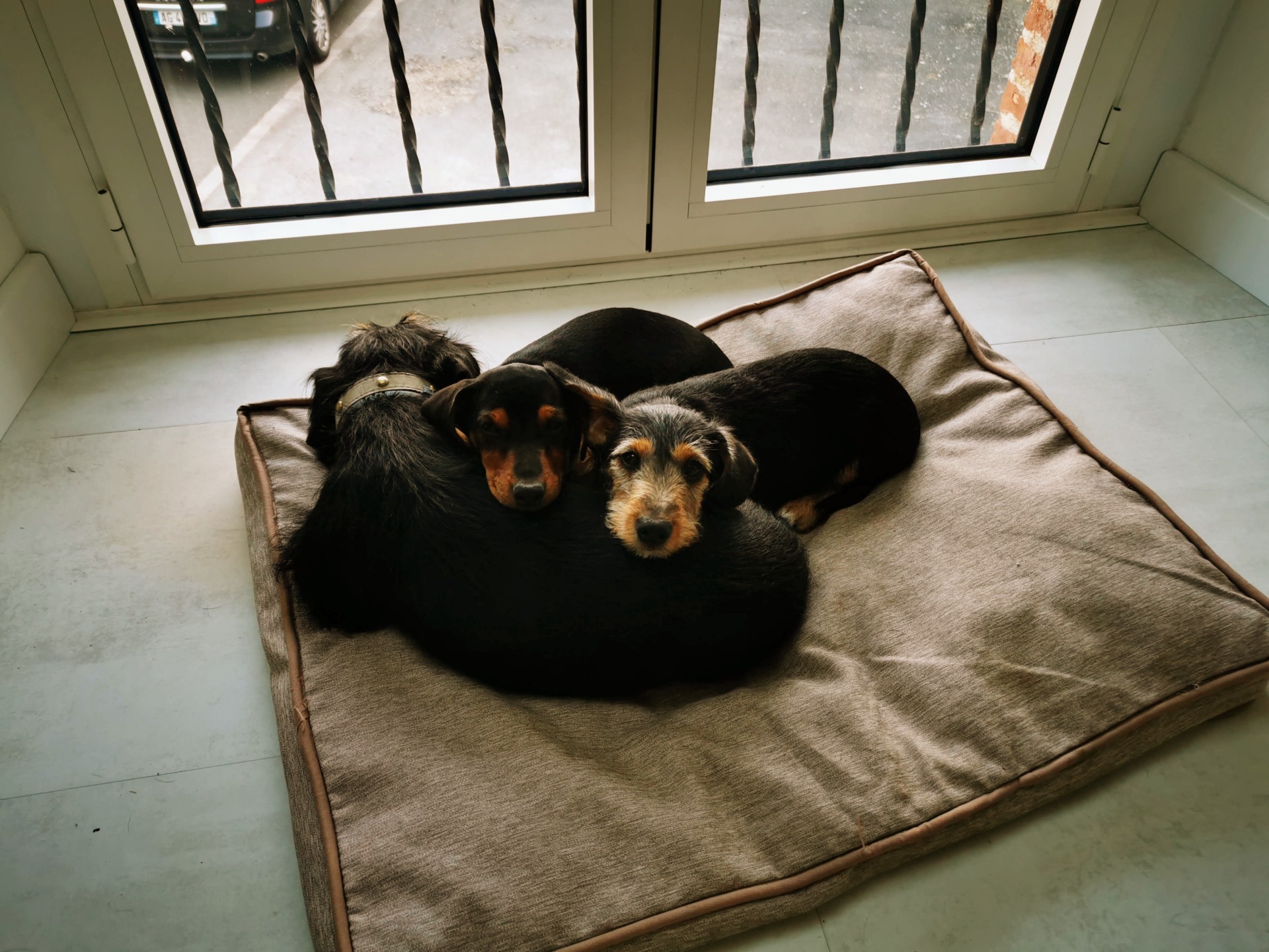 Alexia - Irka et ses bébés