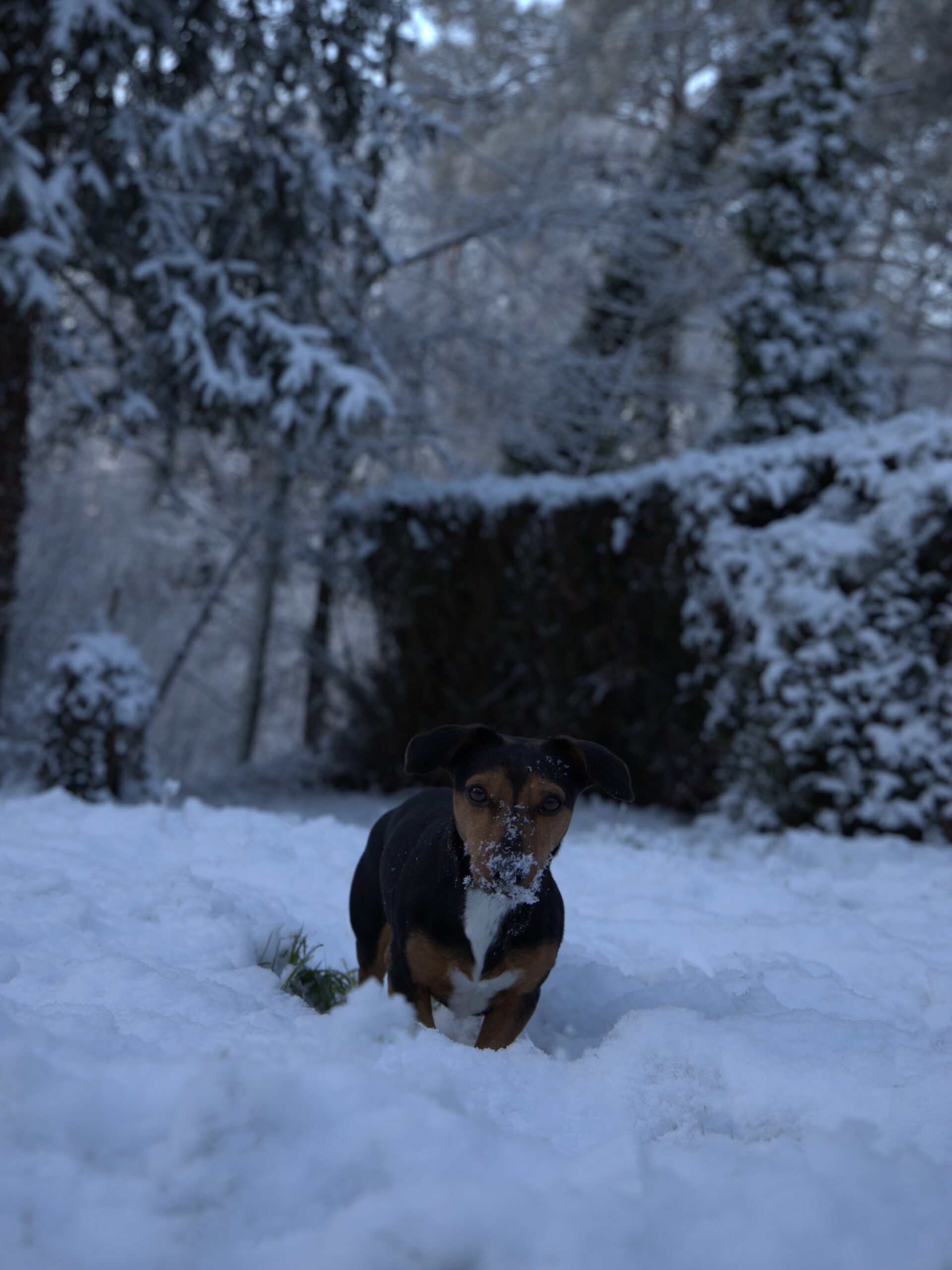 Alexia - Snow