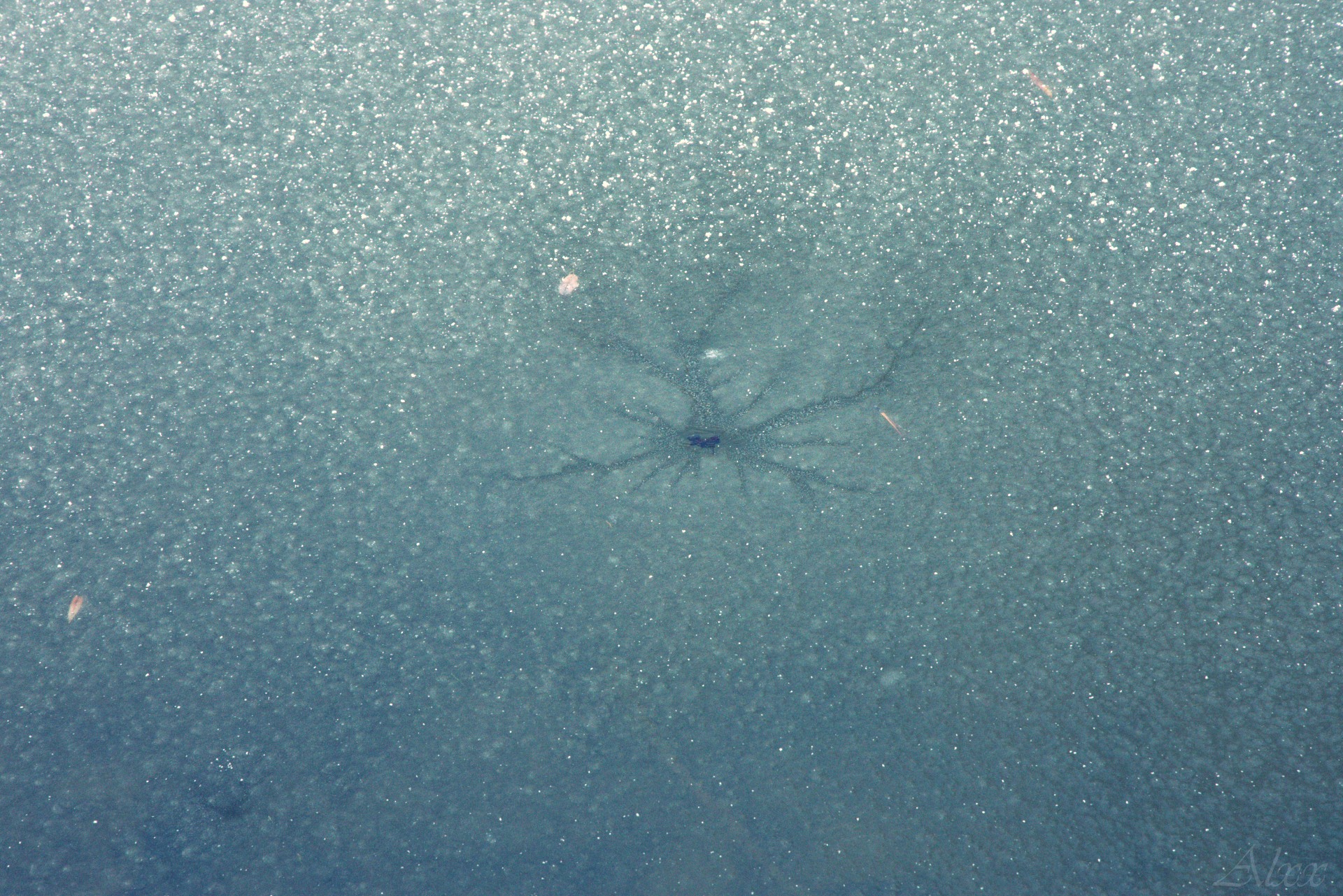 Alexia - coeur de glace