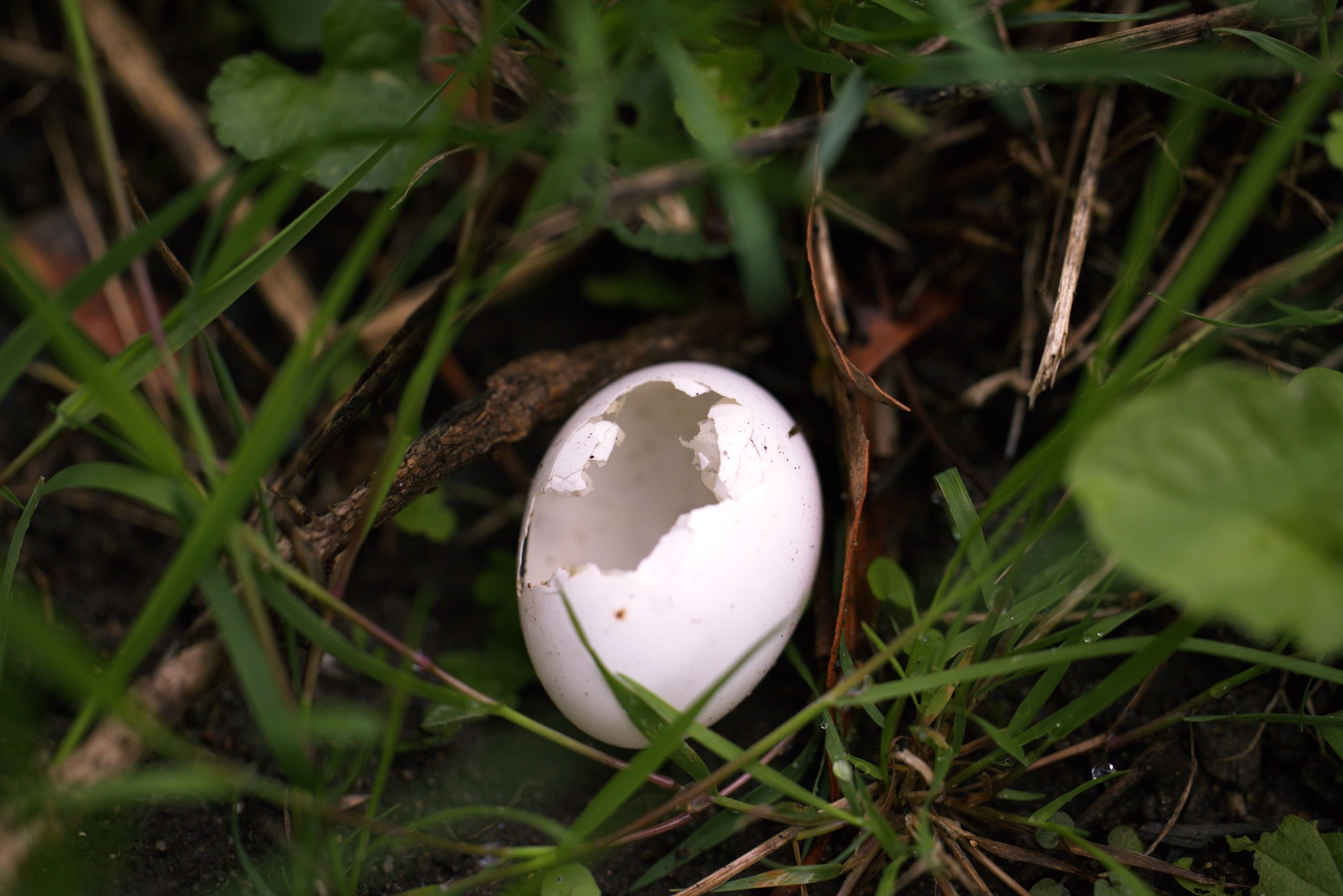 Alexia - coquille d'oeuf