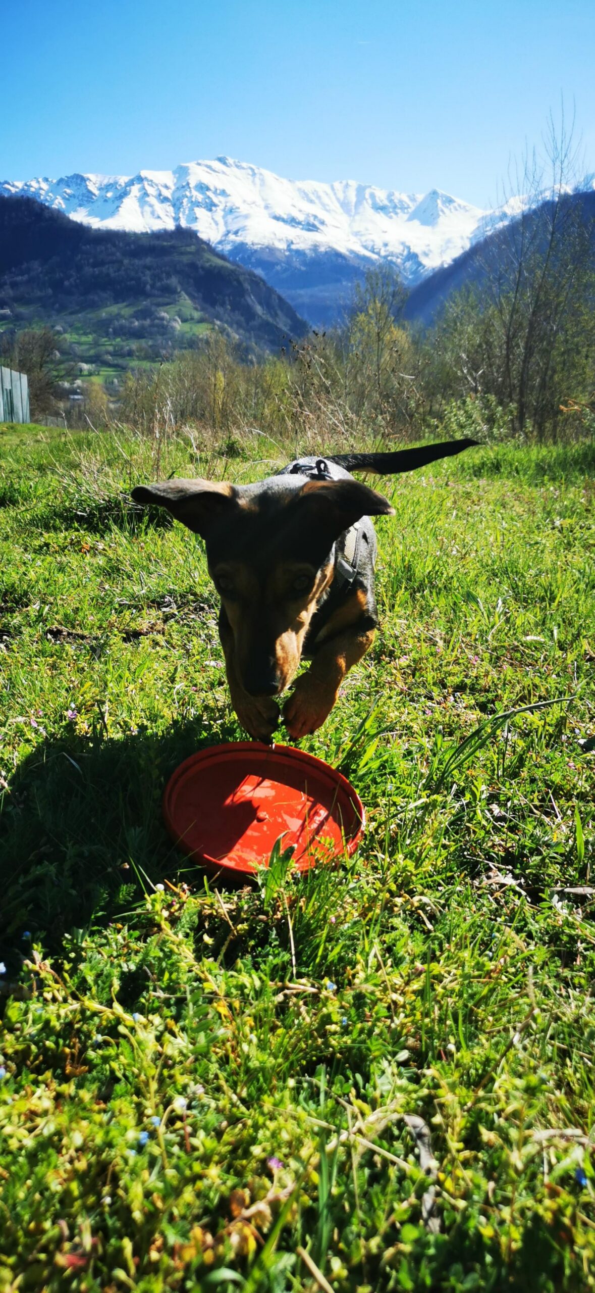 Alexia - le bonheur de jouer
