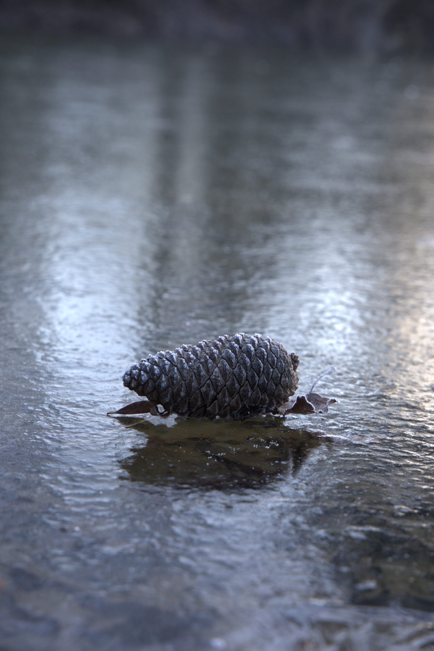 Alexia - pomme de pin