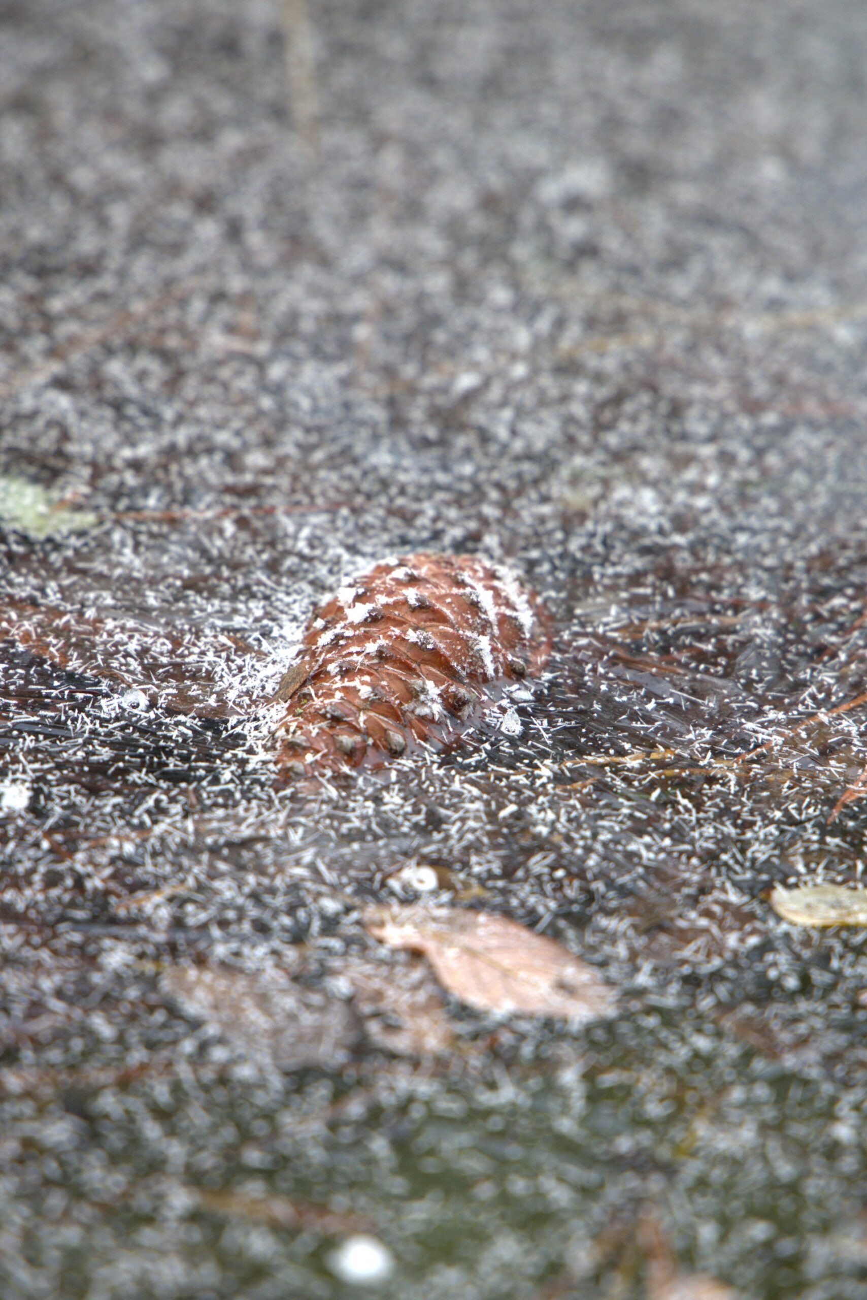 Alexia - prise au piège