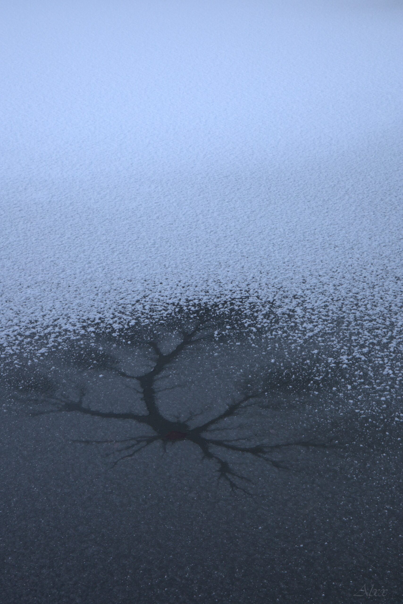 Alexia - racines gelées