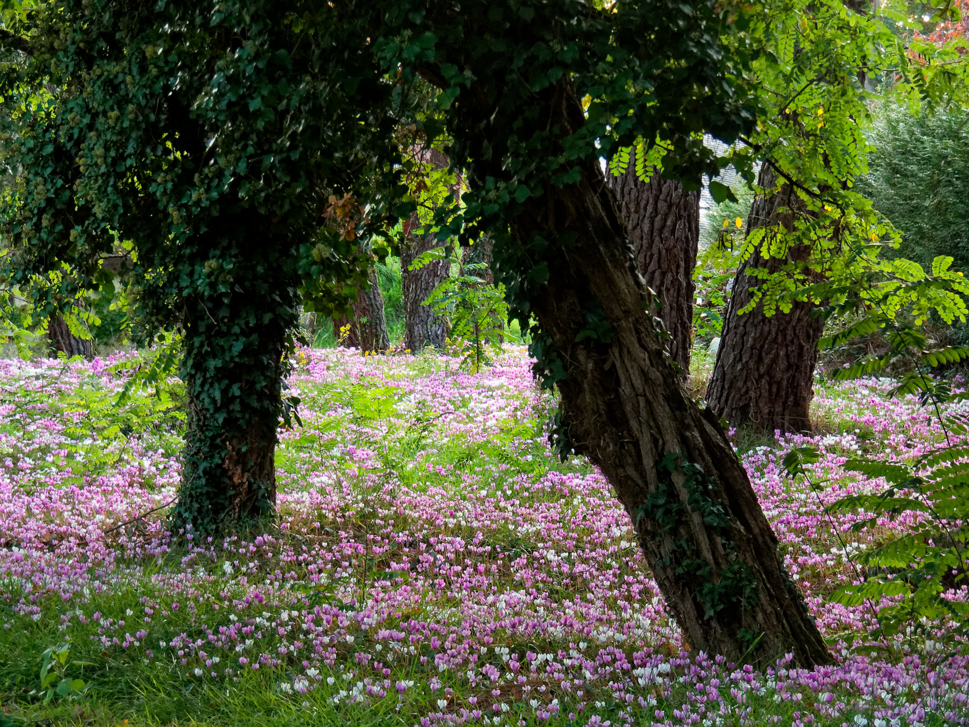 Catherine - Au pied des arbres la nature s'épanouie