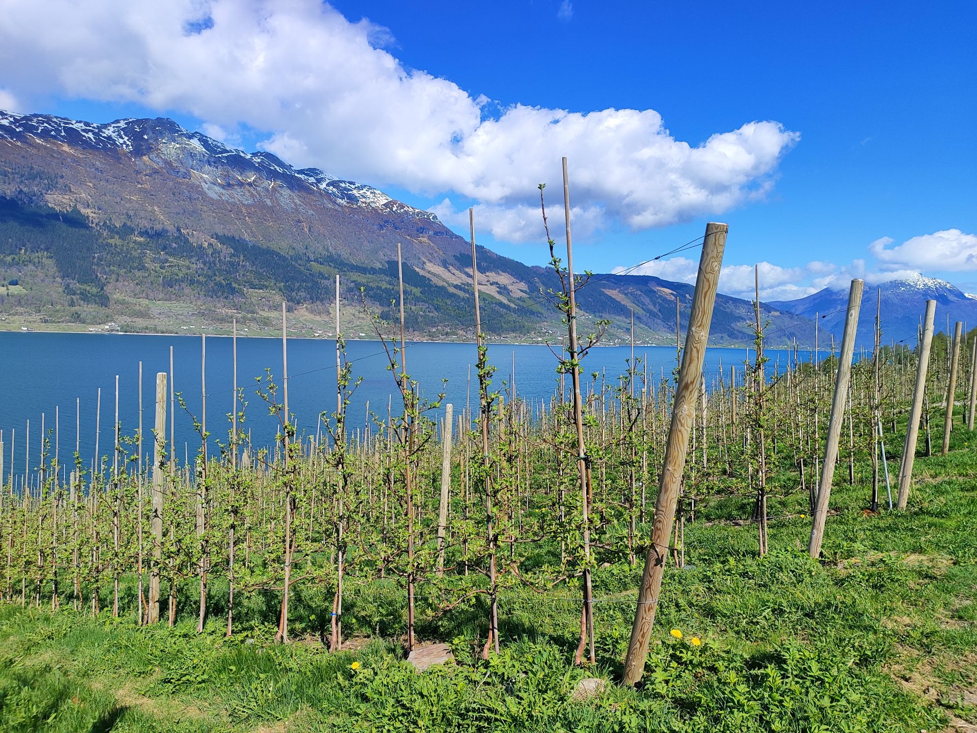 Beatrice - Champ de pommiers plongeant vers le fjord