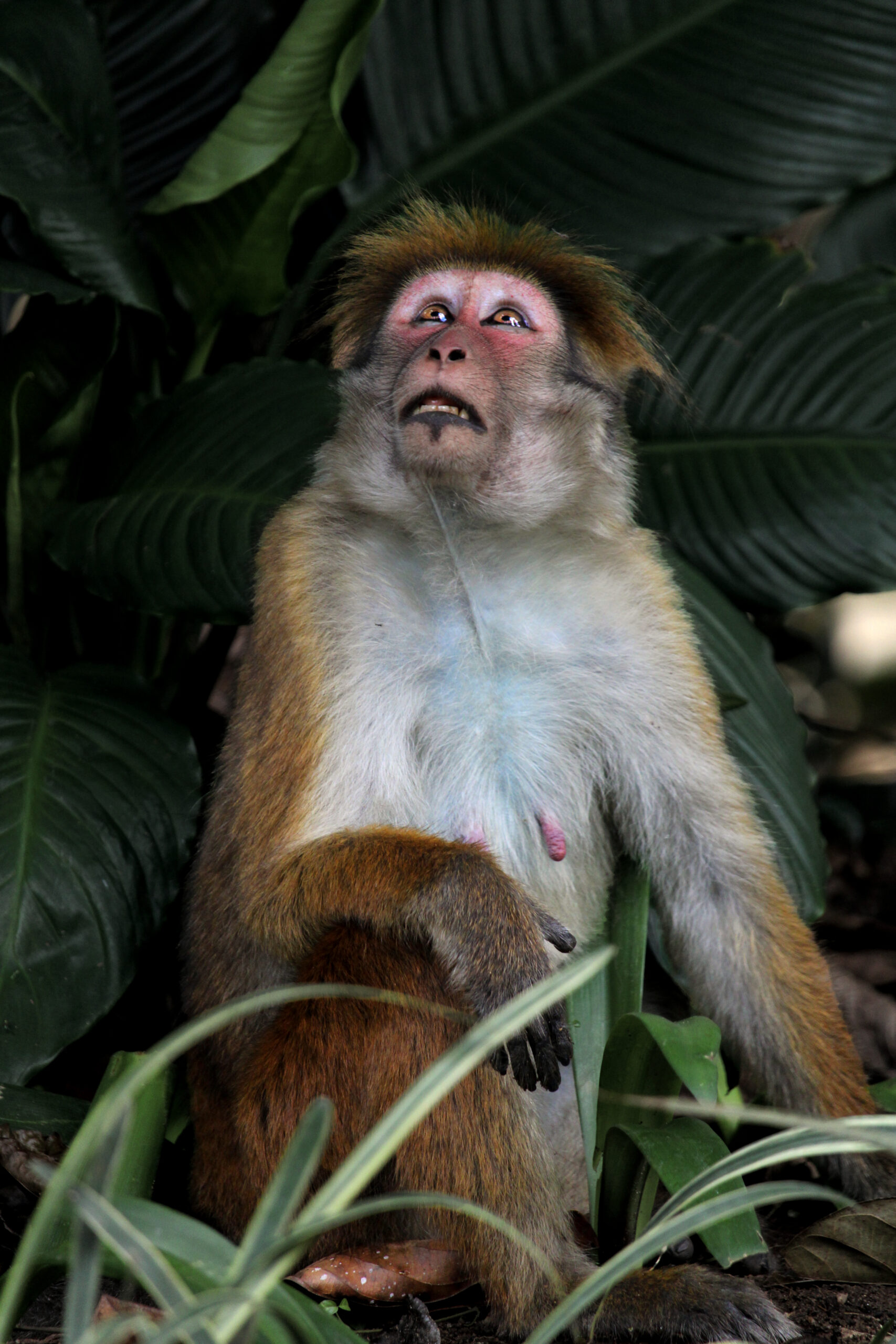 Blanche - Sri Lanka