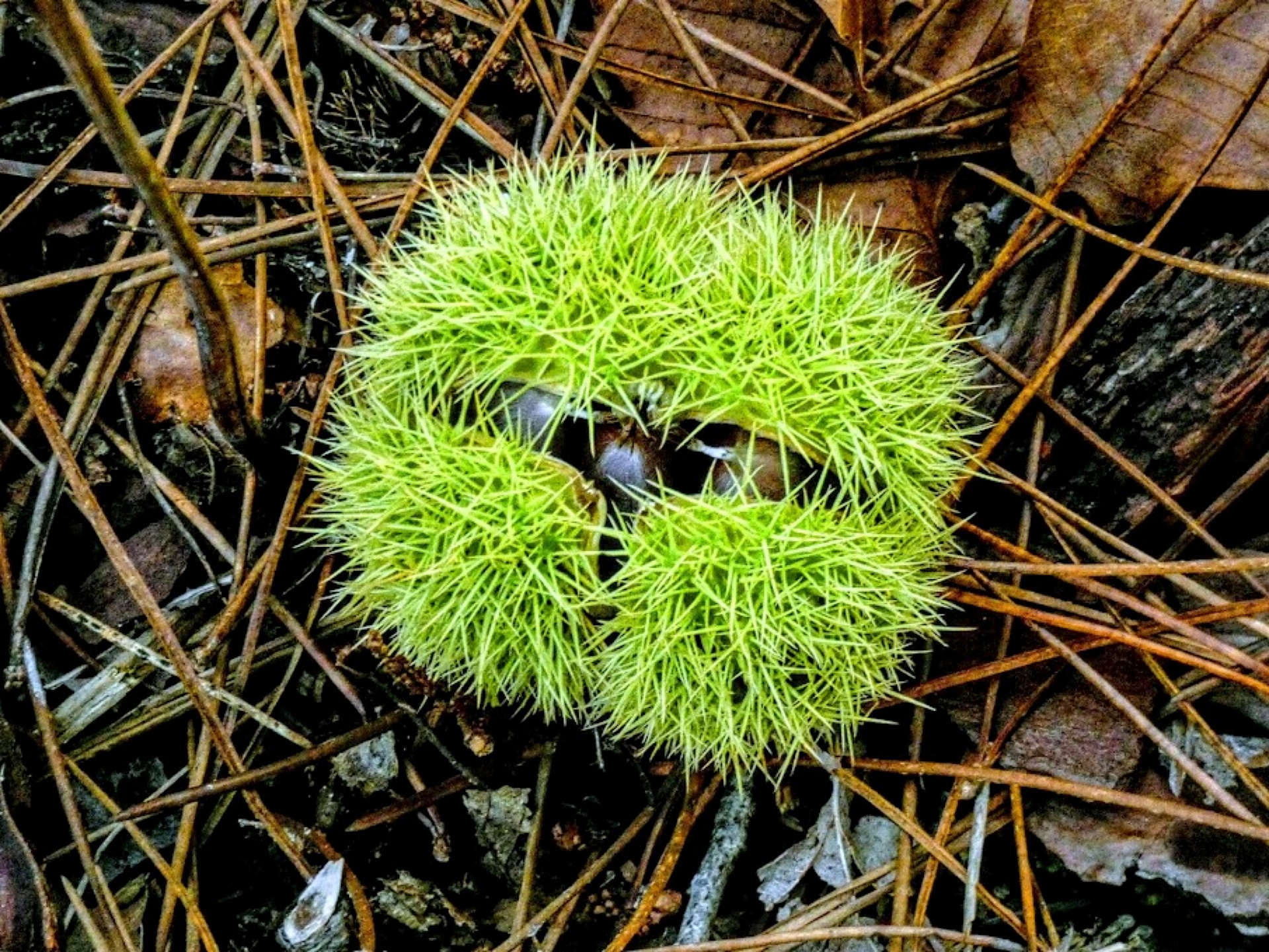 Catherine - Contraste d automne