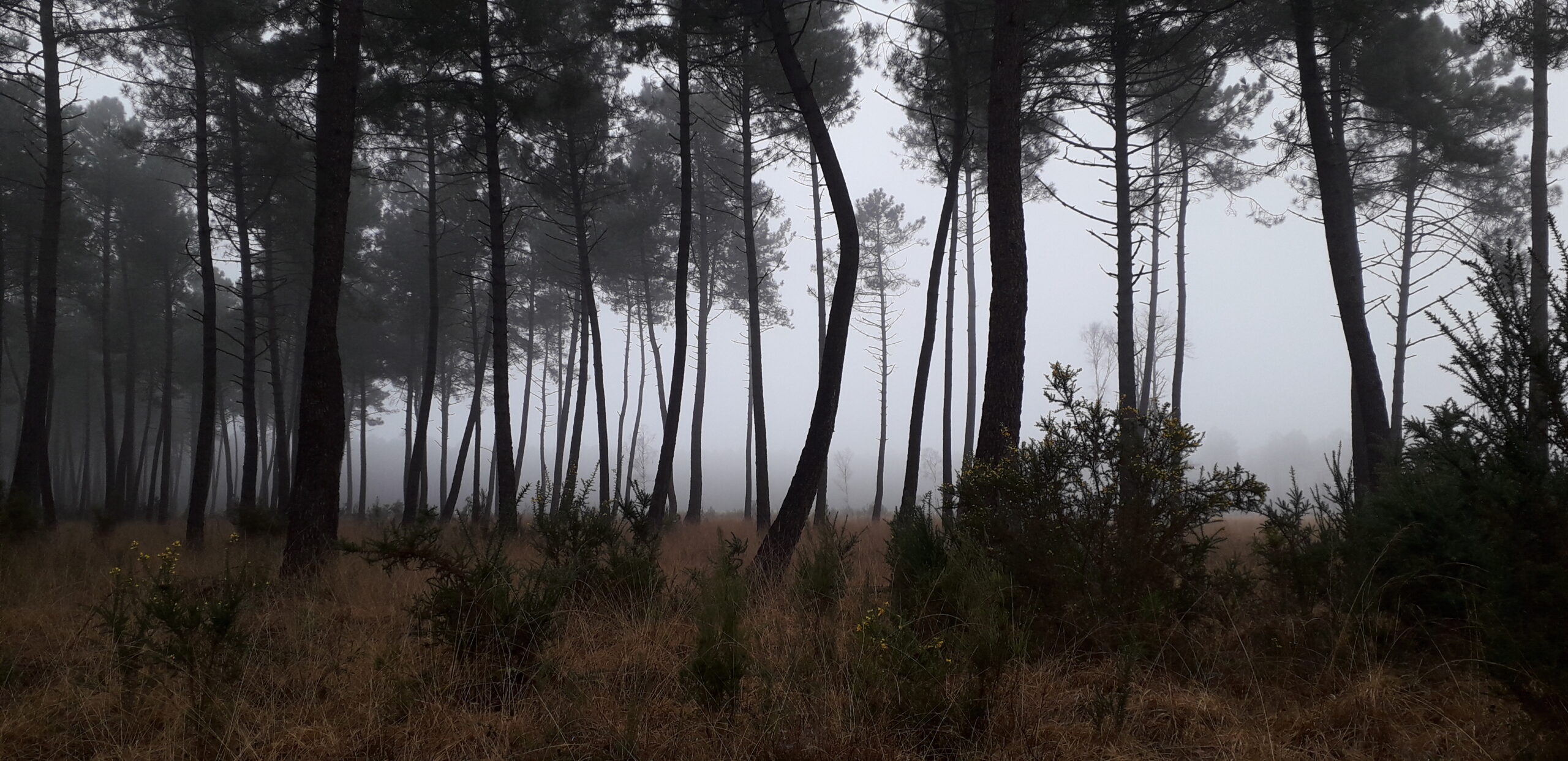 Catherine - Dans la brume matinale