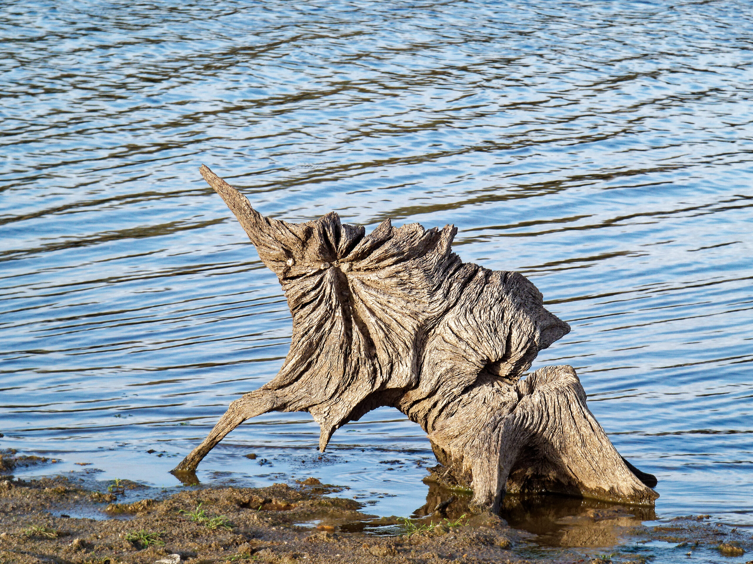 Catherine - Eléphantesque