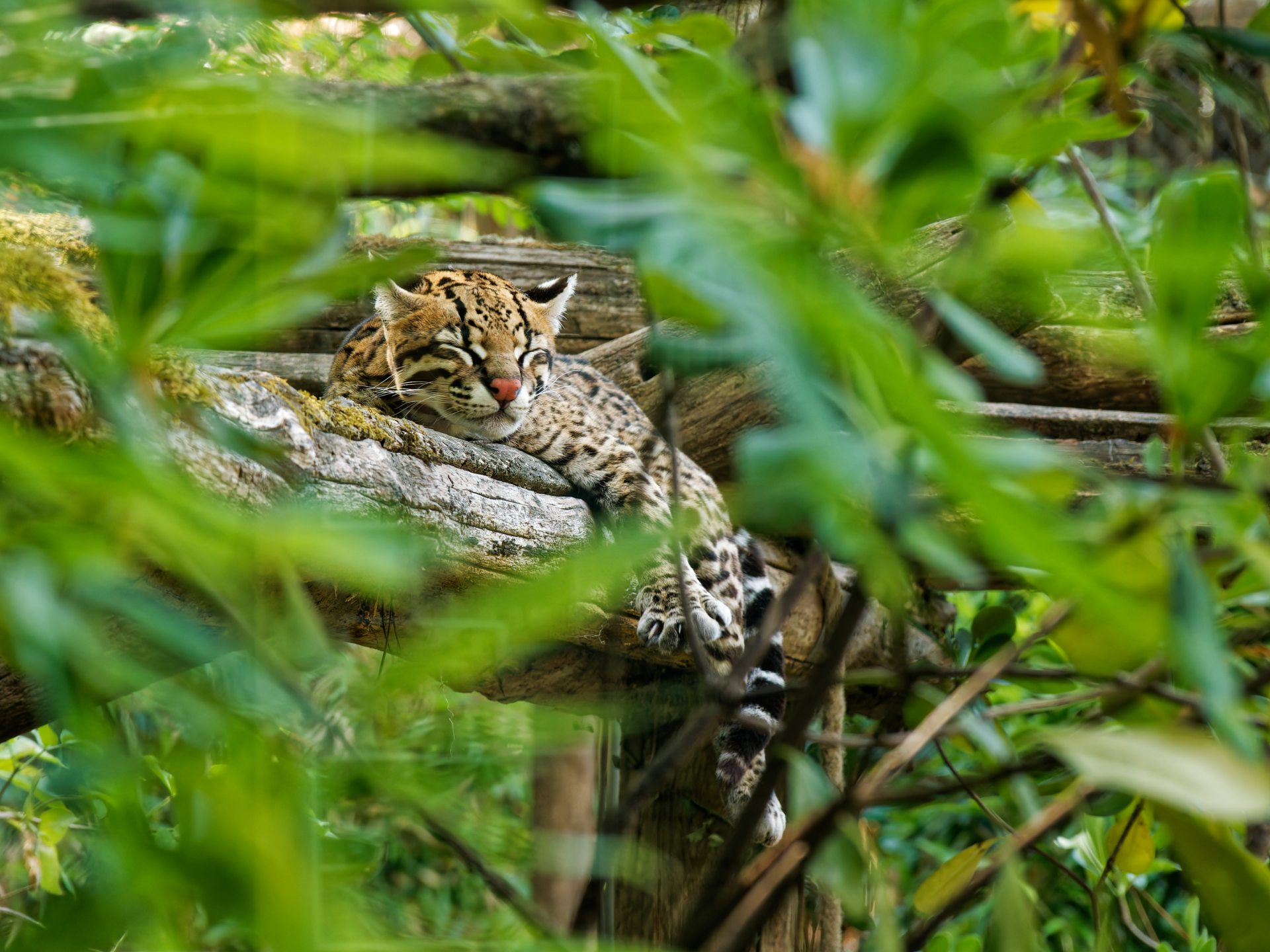 Catherine - L Ocelot du Zoo de La Flèche