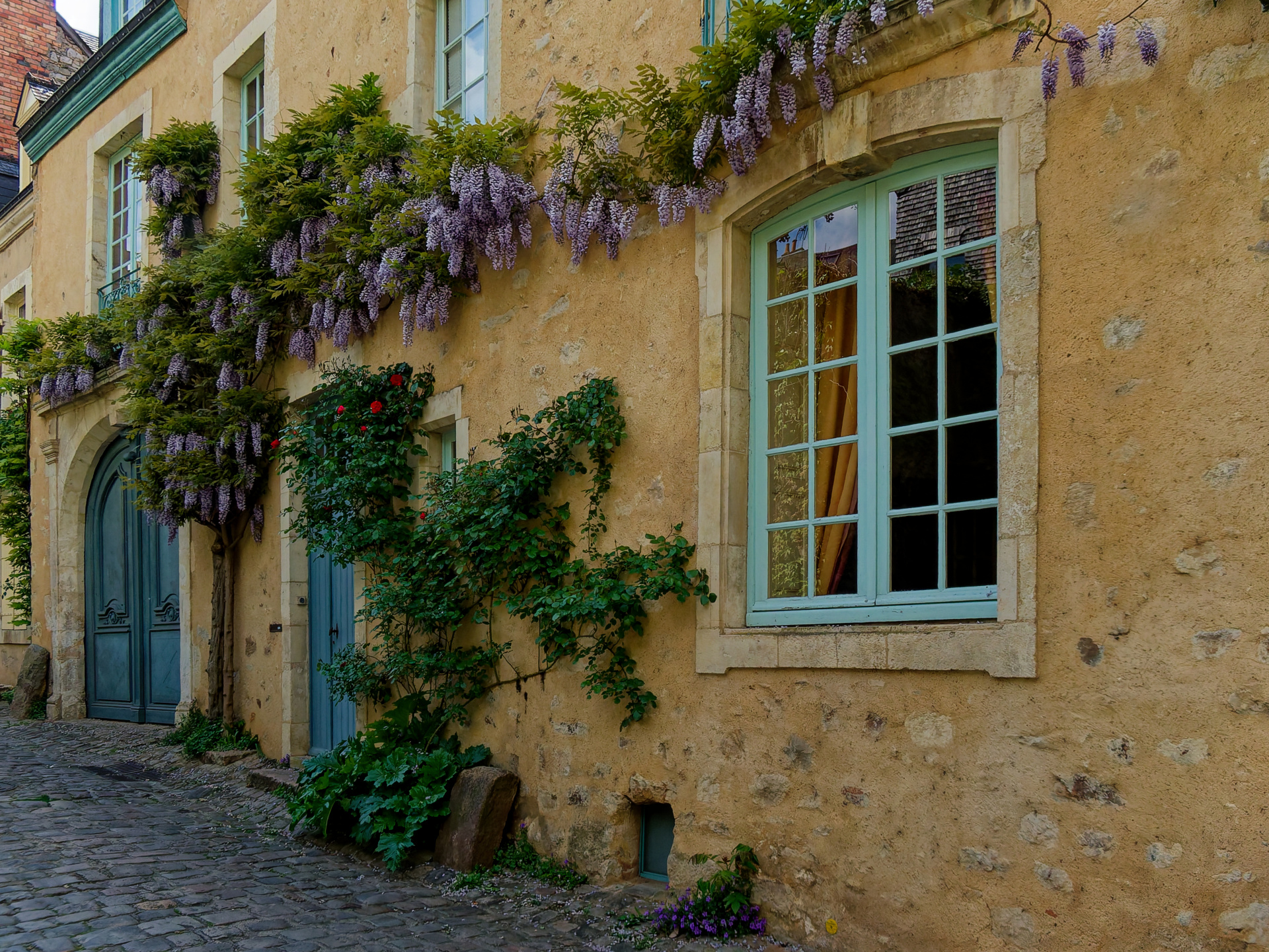 Catherine - La glycine à l honneur