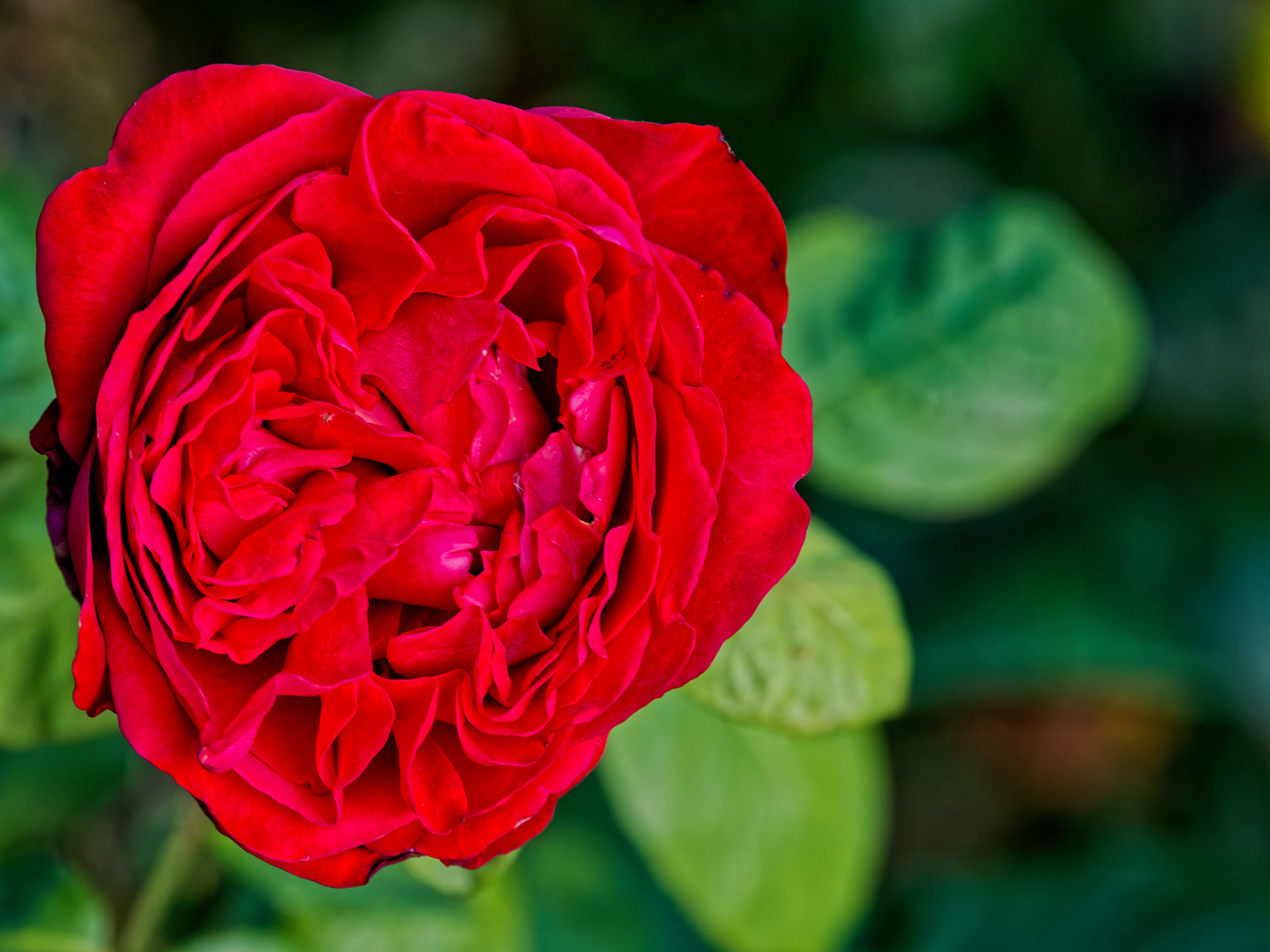 Catherine - La rose