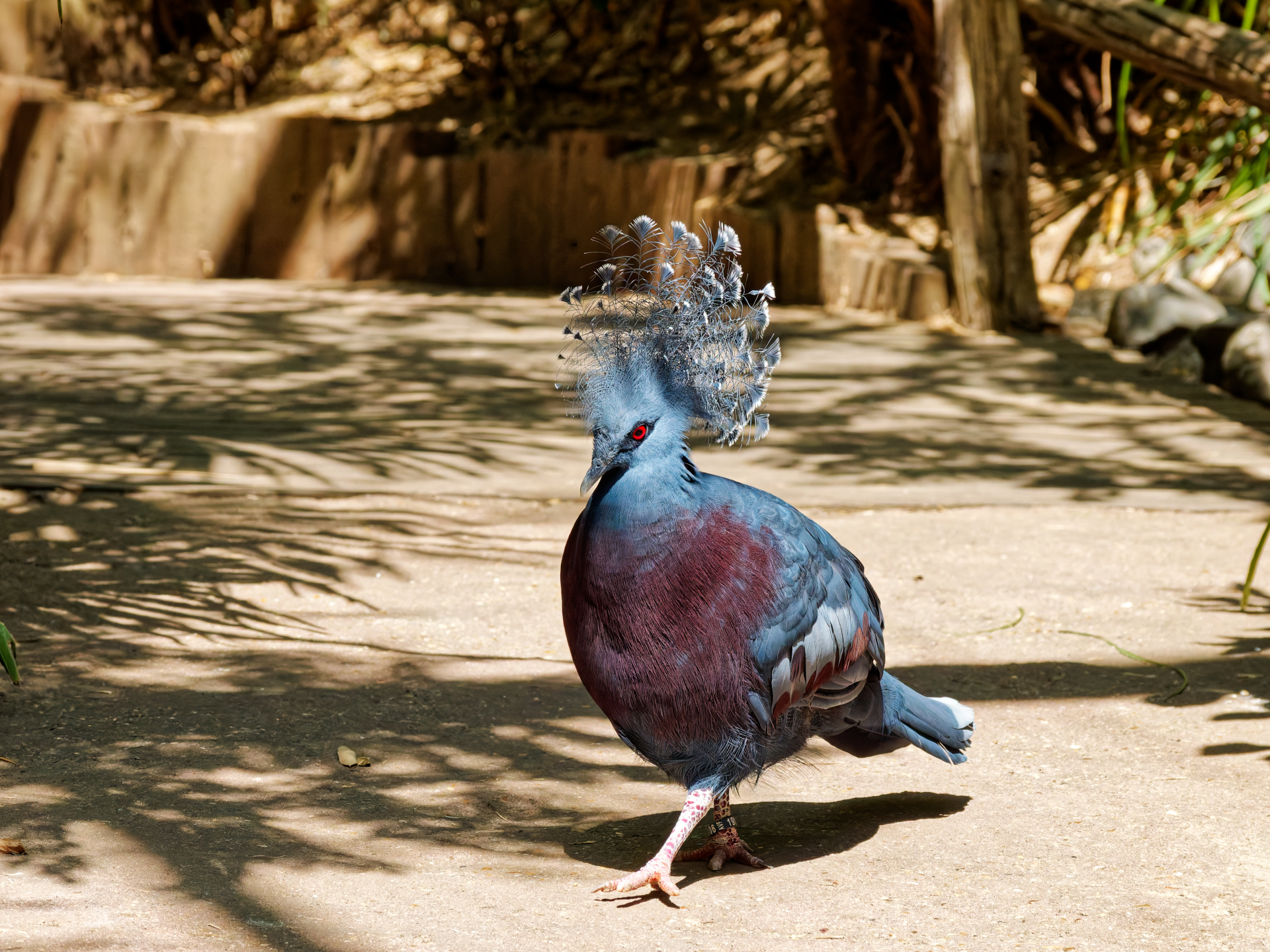 Catherine - Le Goura de Victoria au Zoo de La Flèche