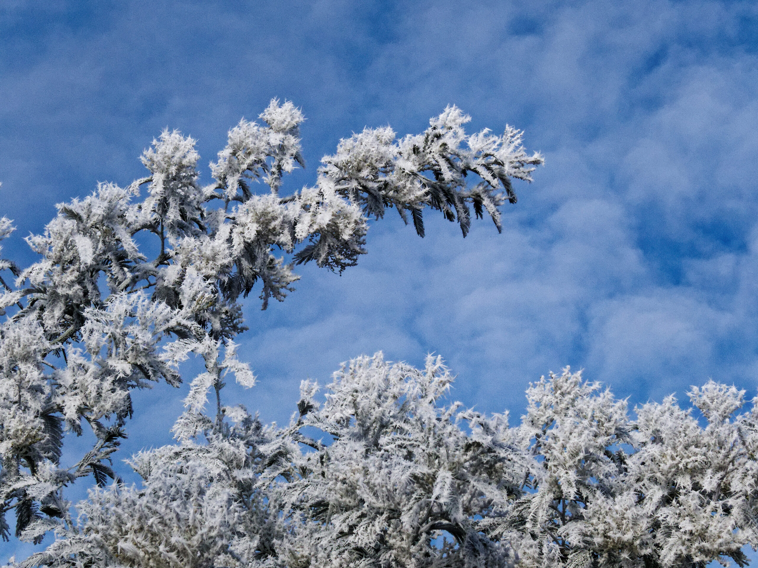 Catherine - Le salut du mimosa