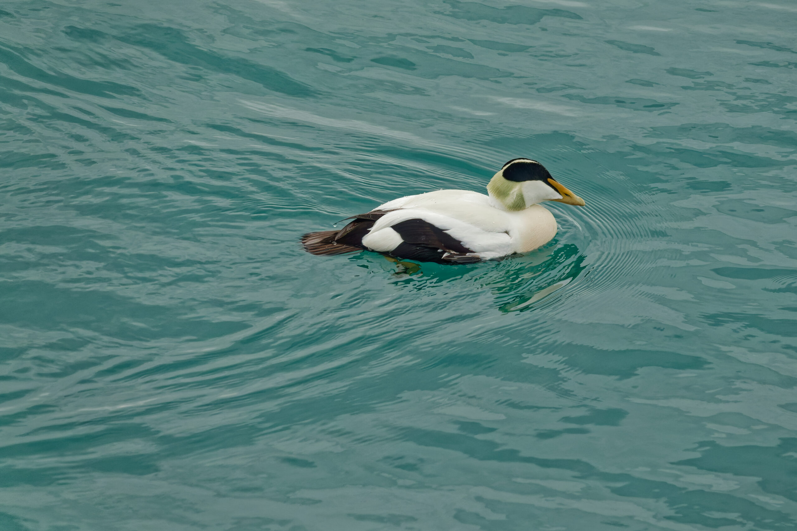 Corinne-Eider à duvet-Islande
