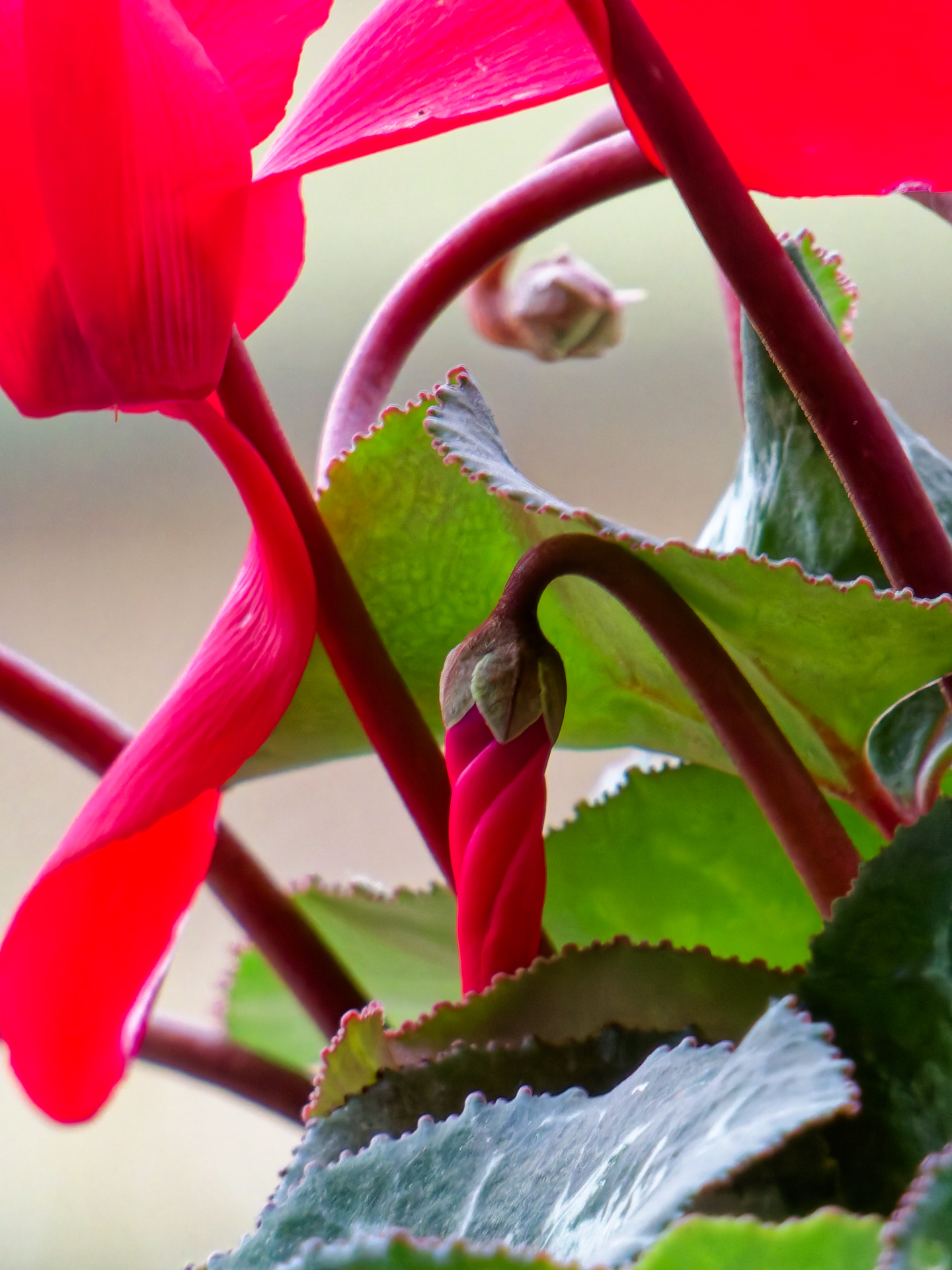 Catherine - Cyclamen rouge
