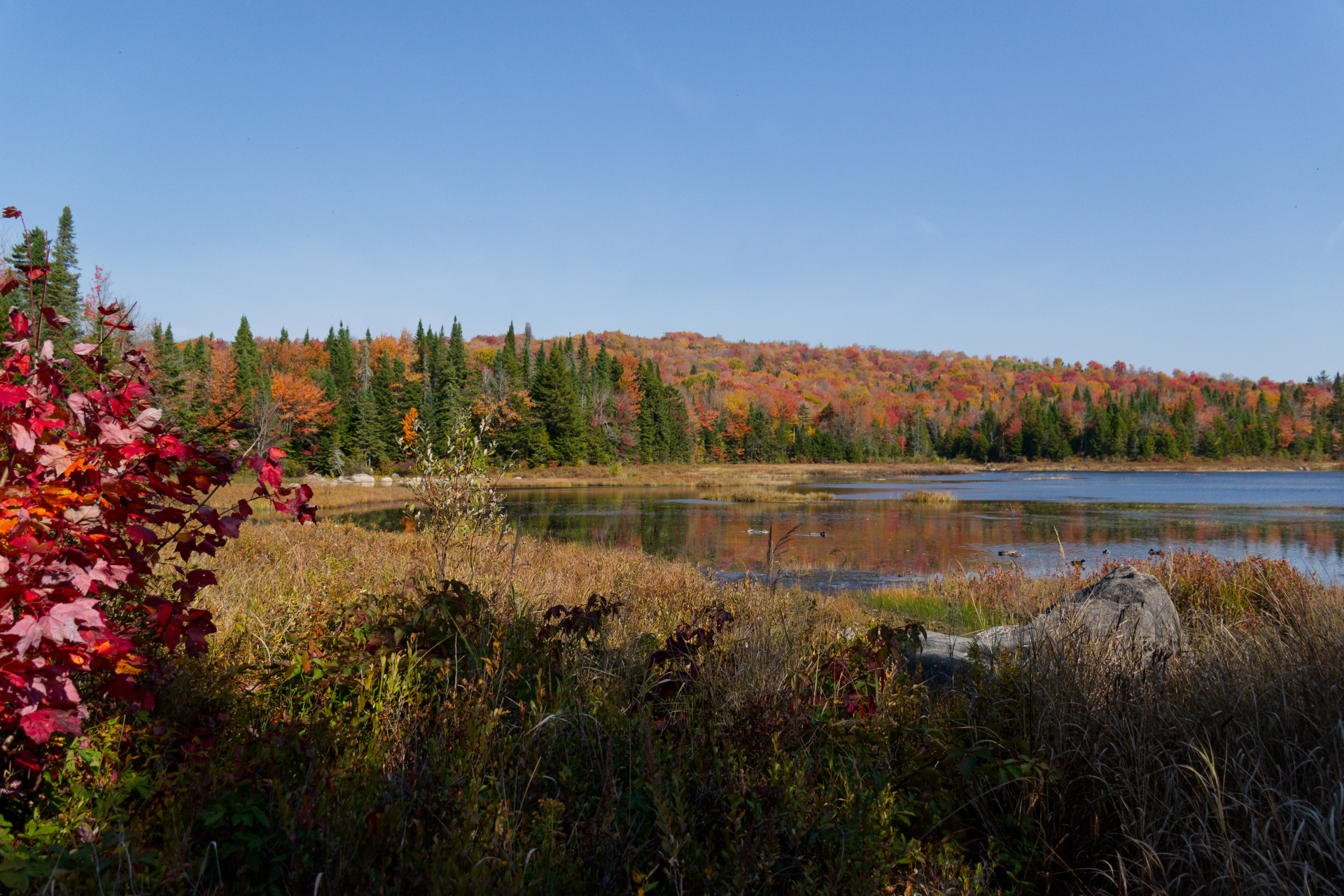 SERGE_QUEBEC TONS D AUTOMNE