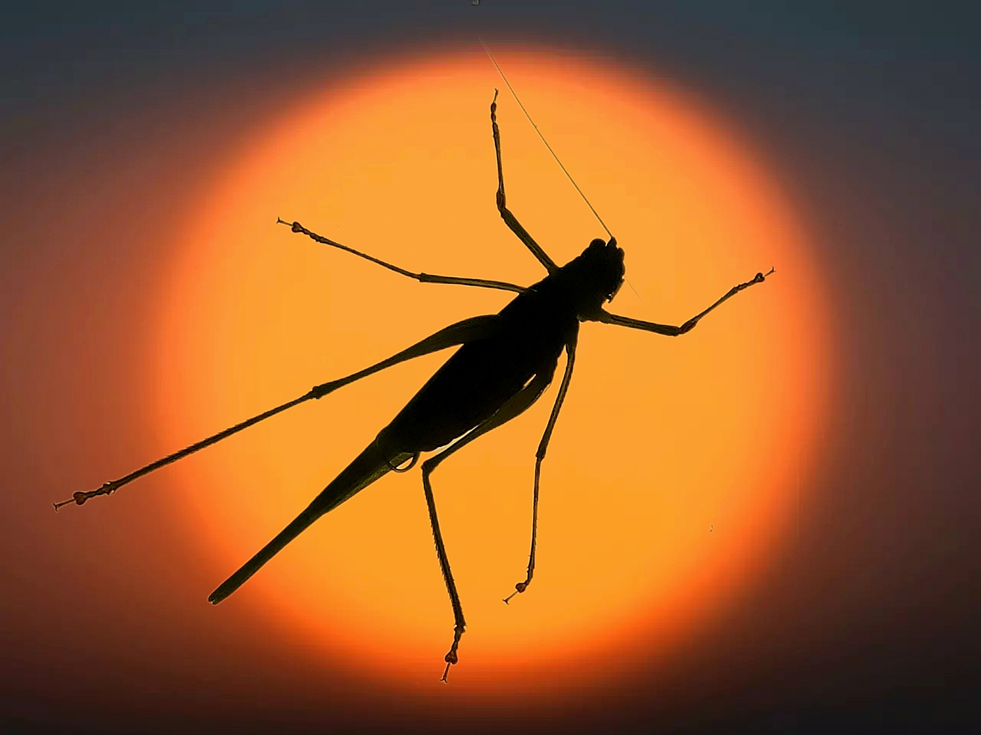 Dominique - Sauterelle au coucher de soleil