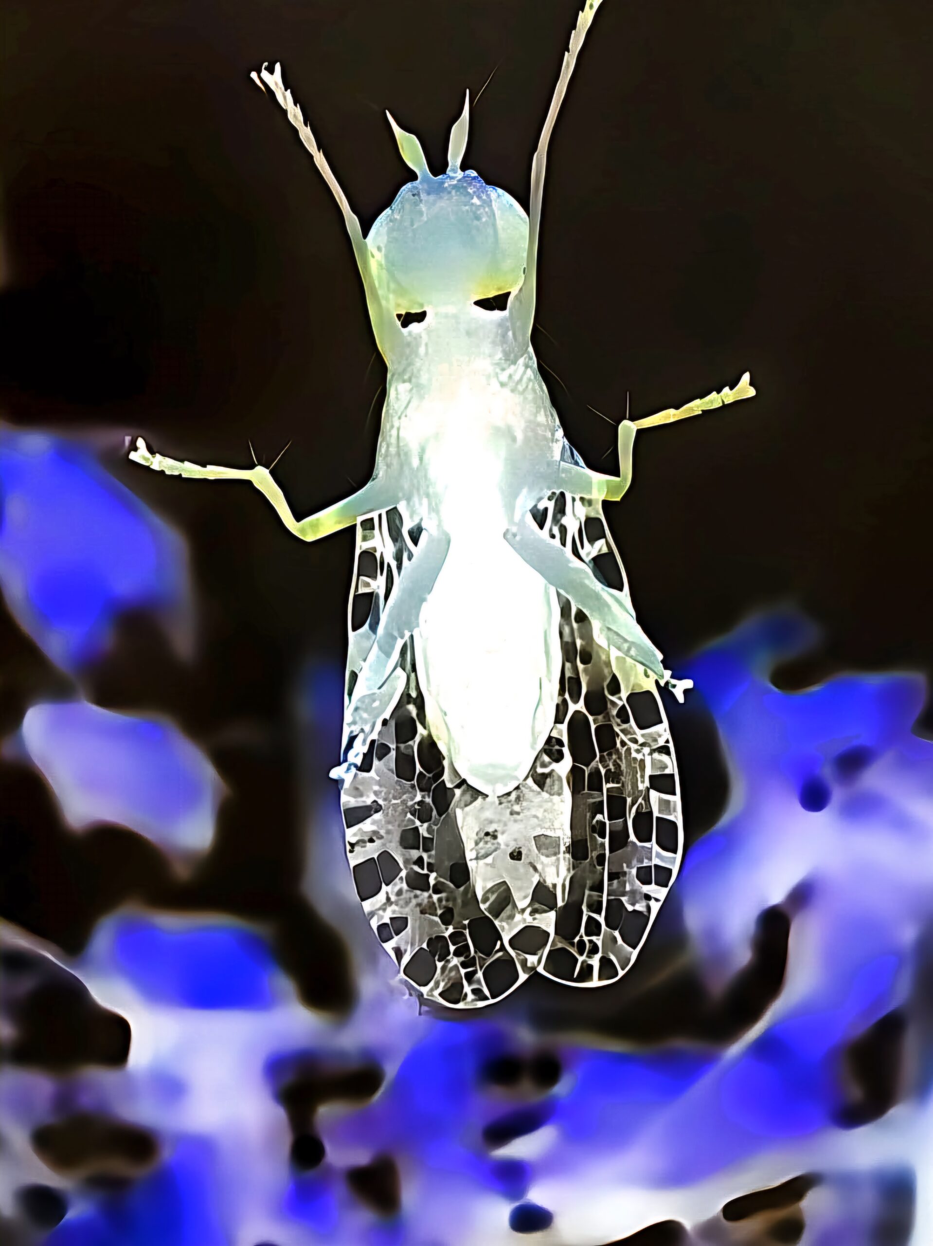 Dominique - Vision hallucinante d une mouche