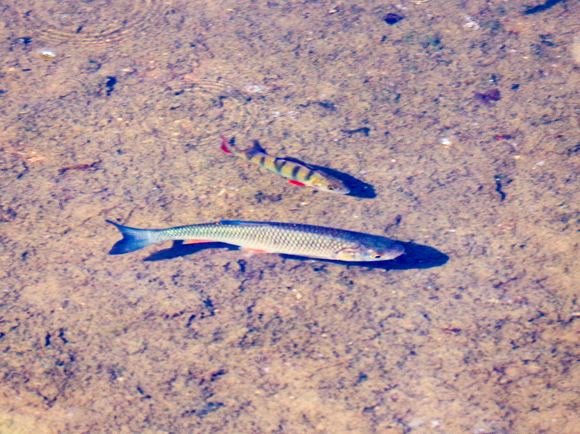 Domique - Poissons de Loire - en plongée -