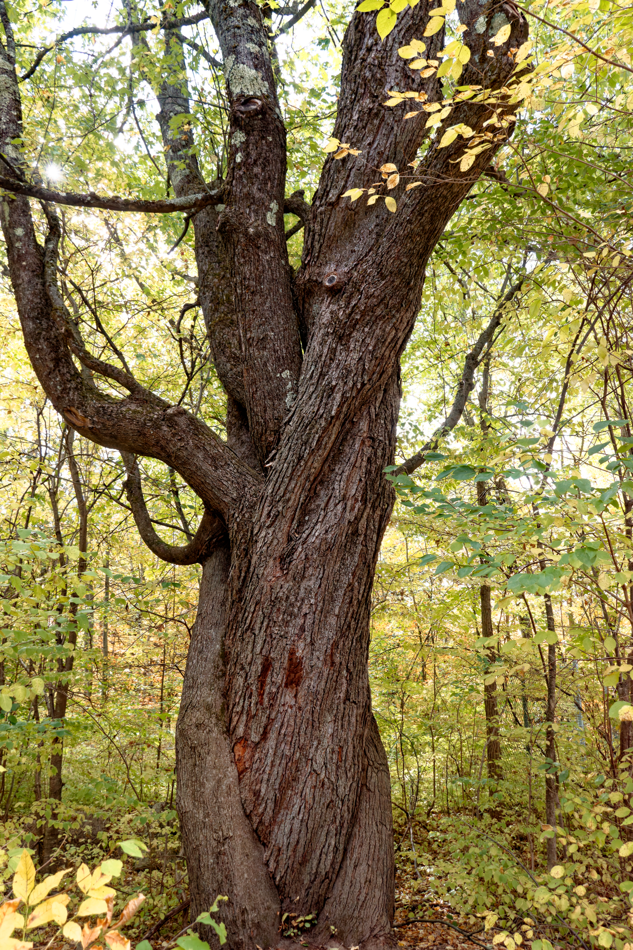 SERGE - ENLACEMENTS DE LA VIE