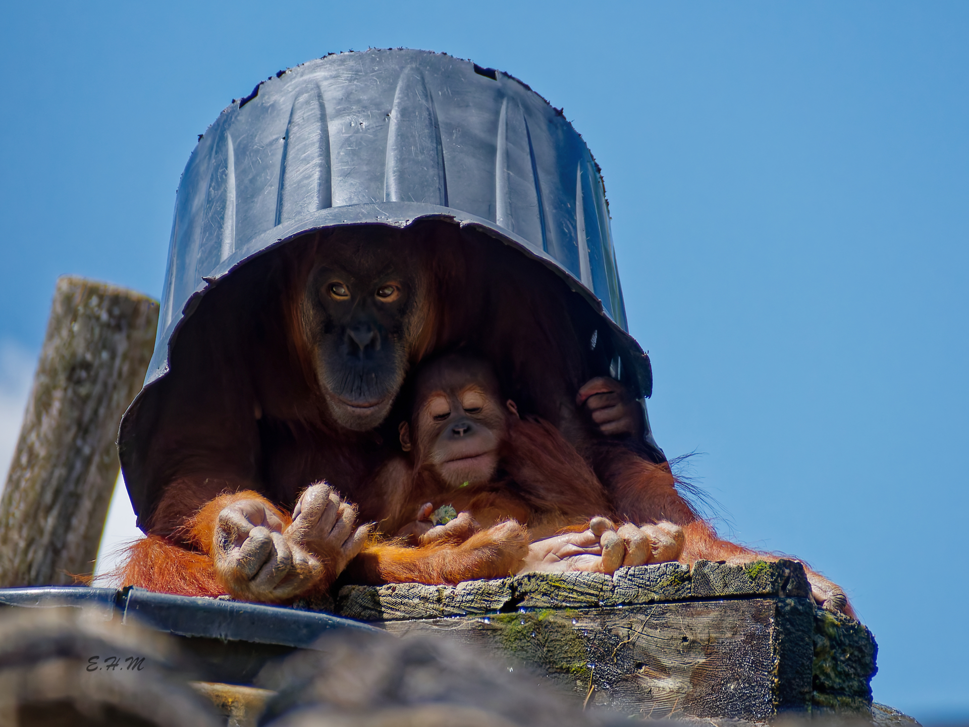Elisa - Amour martenel ombragé