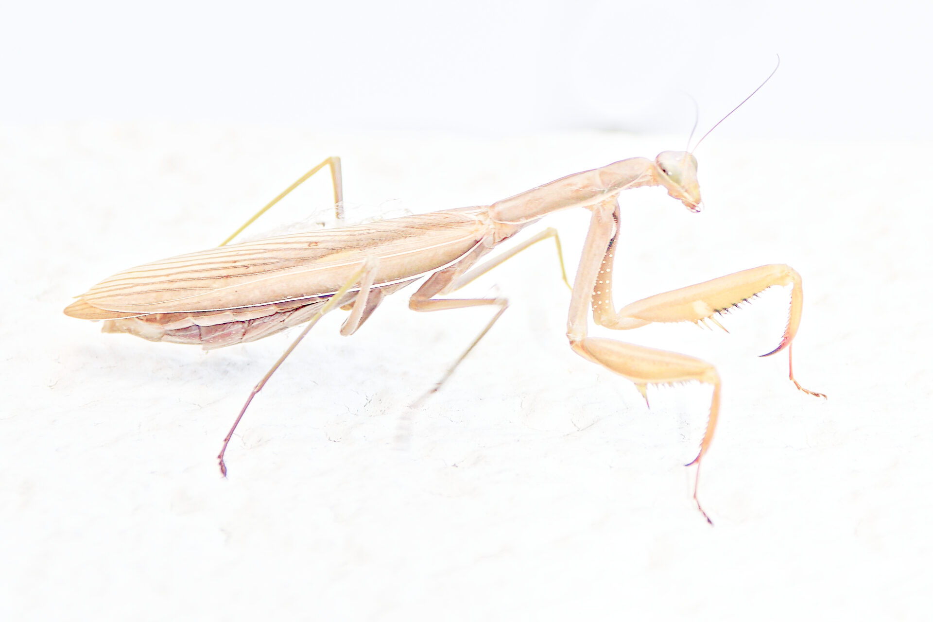 Elisa - Couleur minimaliste