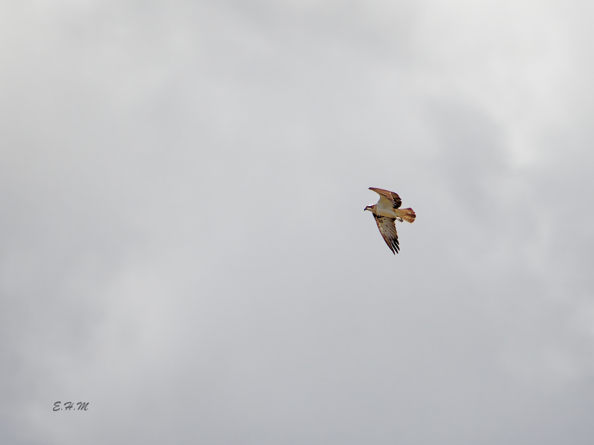 Elisa - Heureux balbuzard