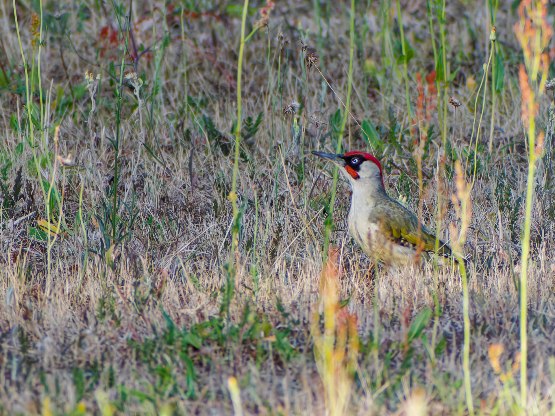 Elisa - Joie de voir un pic vert dans le jardin