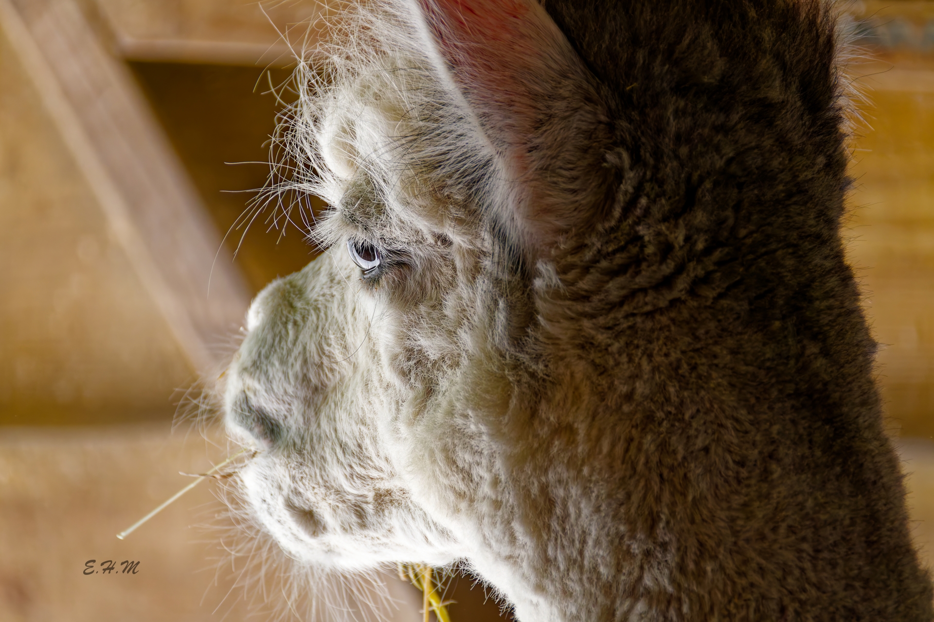 Elisa - Lama