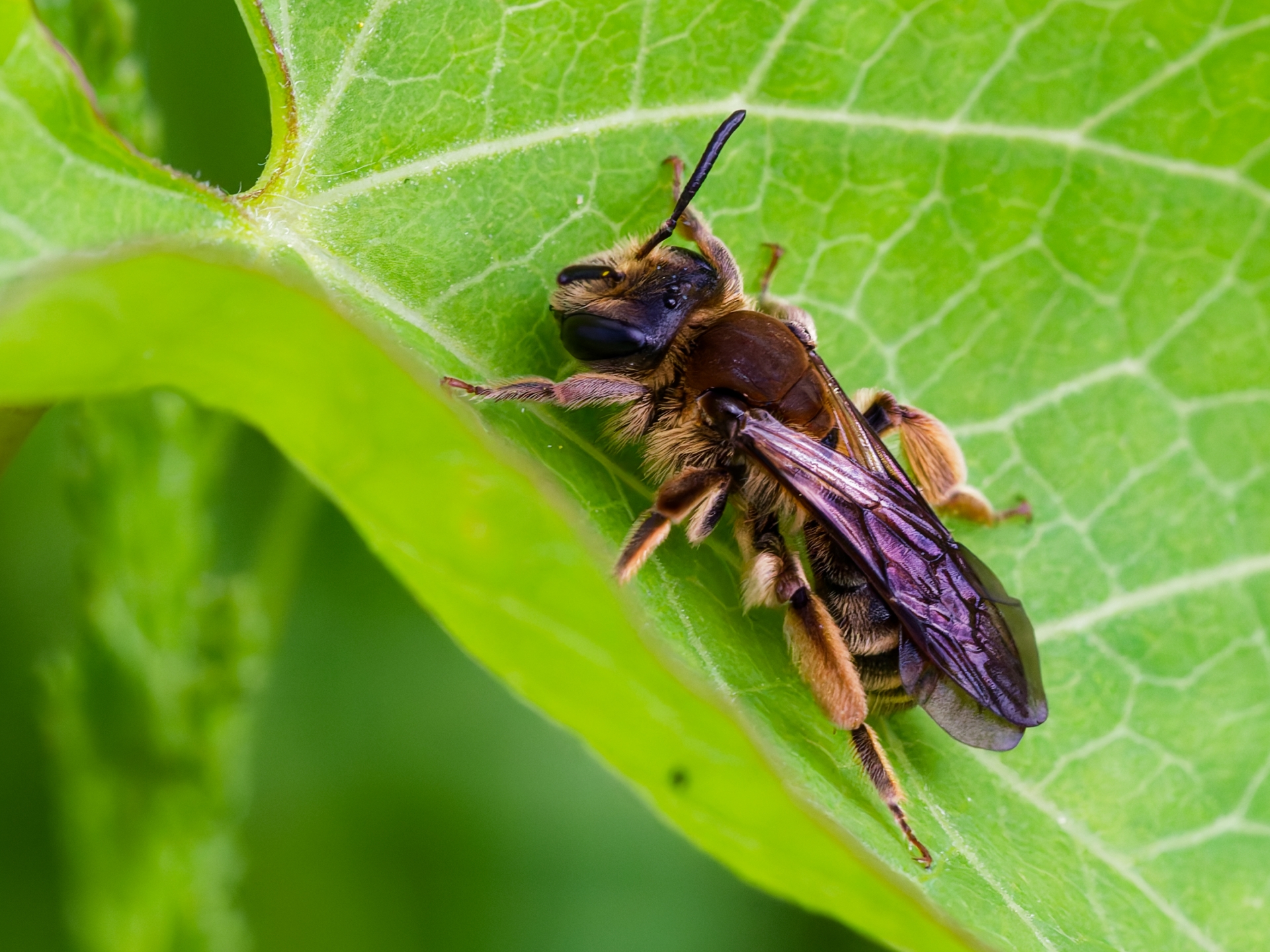 Elisa - Macropis fulvipes