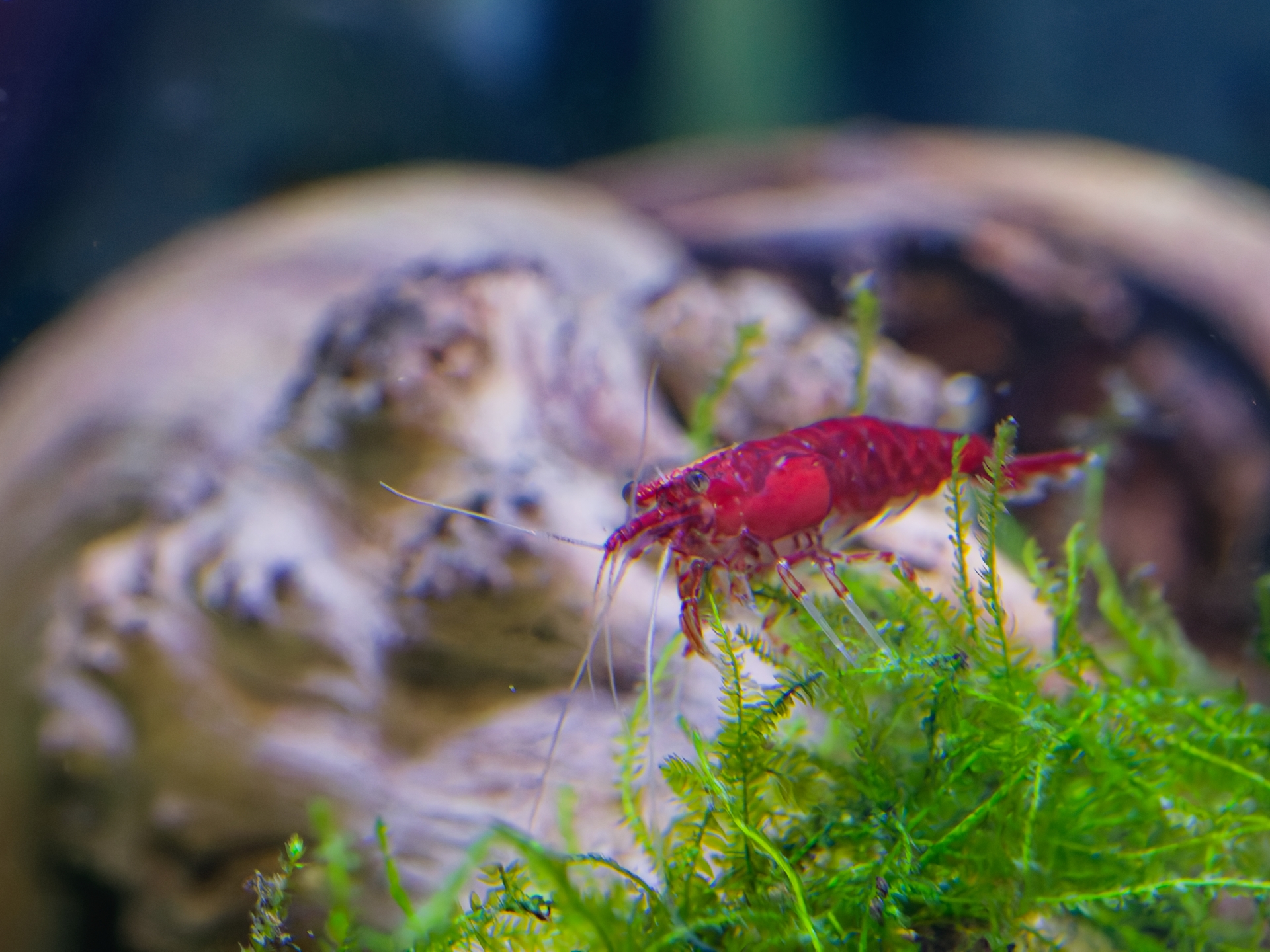 Elisa - Peu à se mettre sous la dent