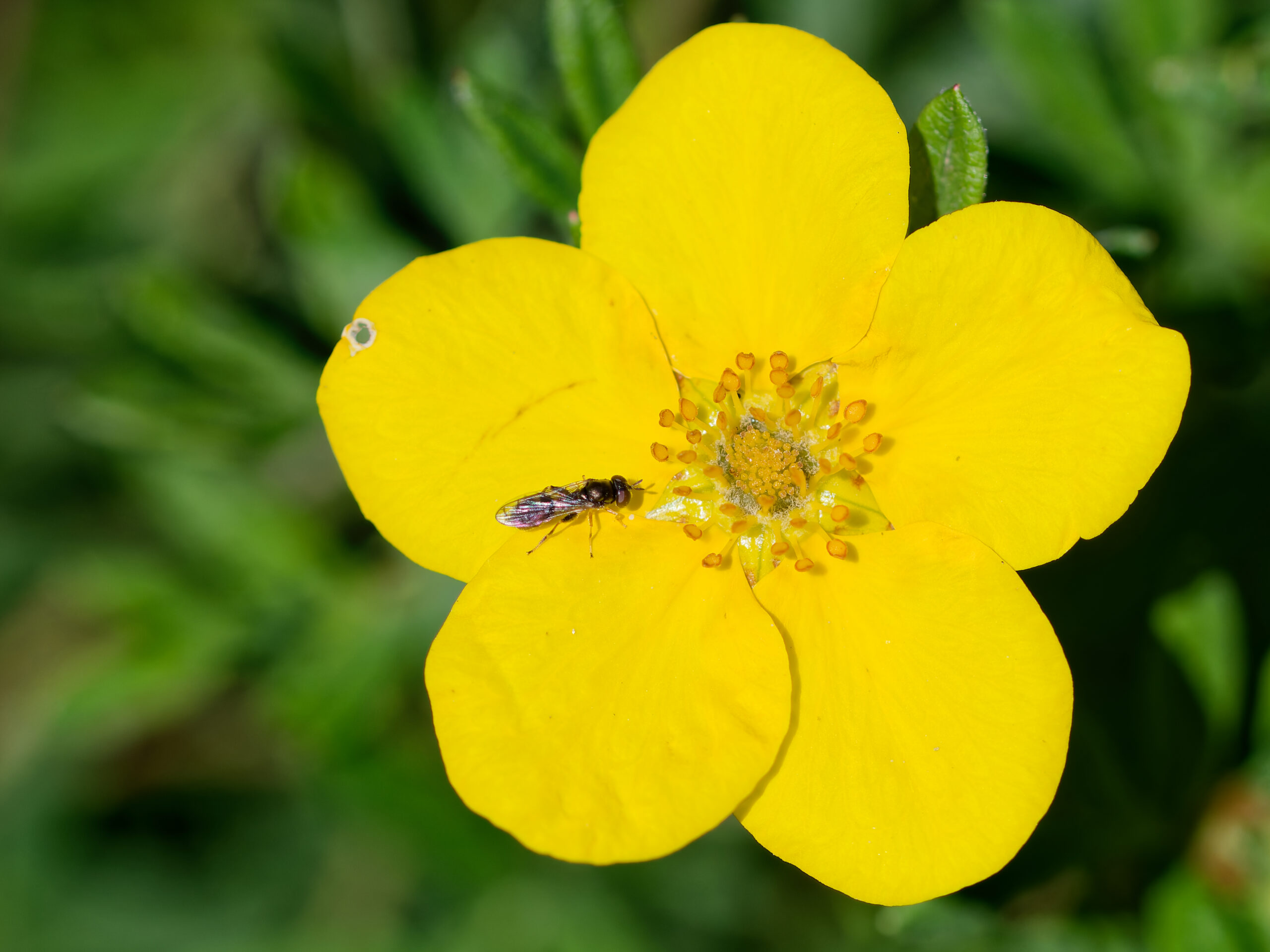 Elisa - Pollen attirant