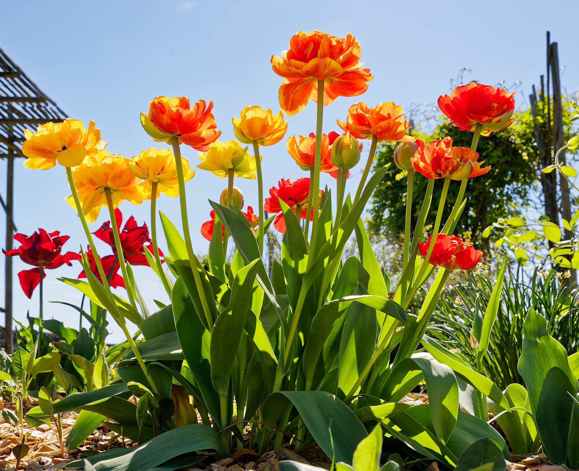 Gilles - Tulipes printanières