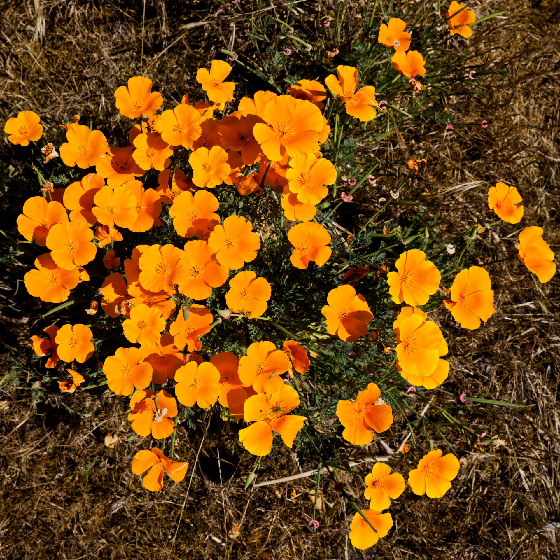 Gilles - bouillée de pavots