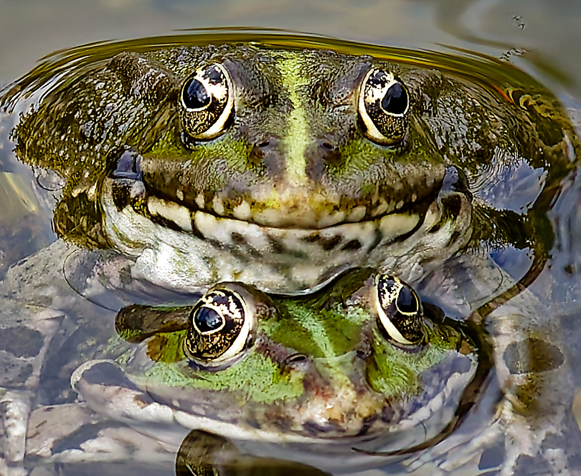 Gilles c'est la teuf
