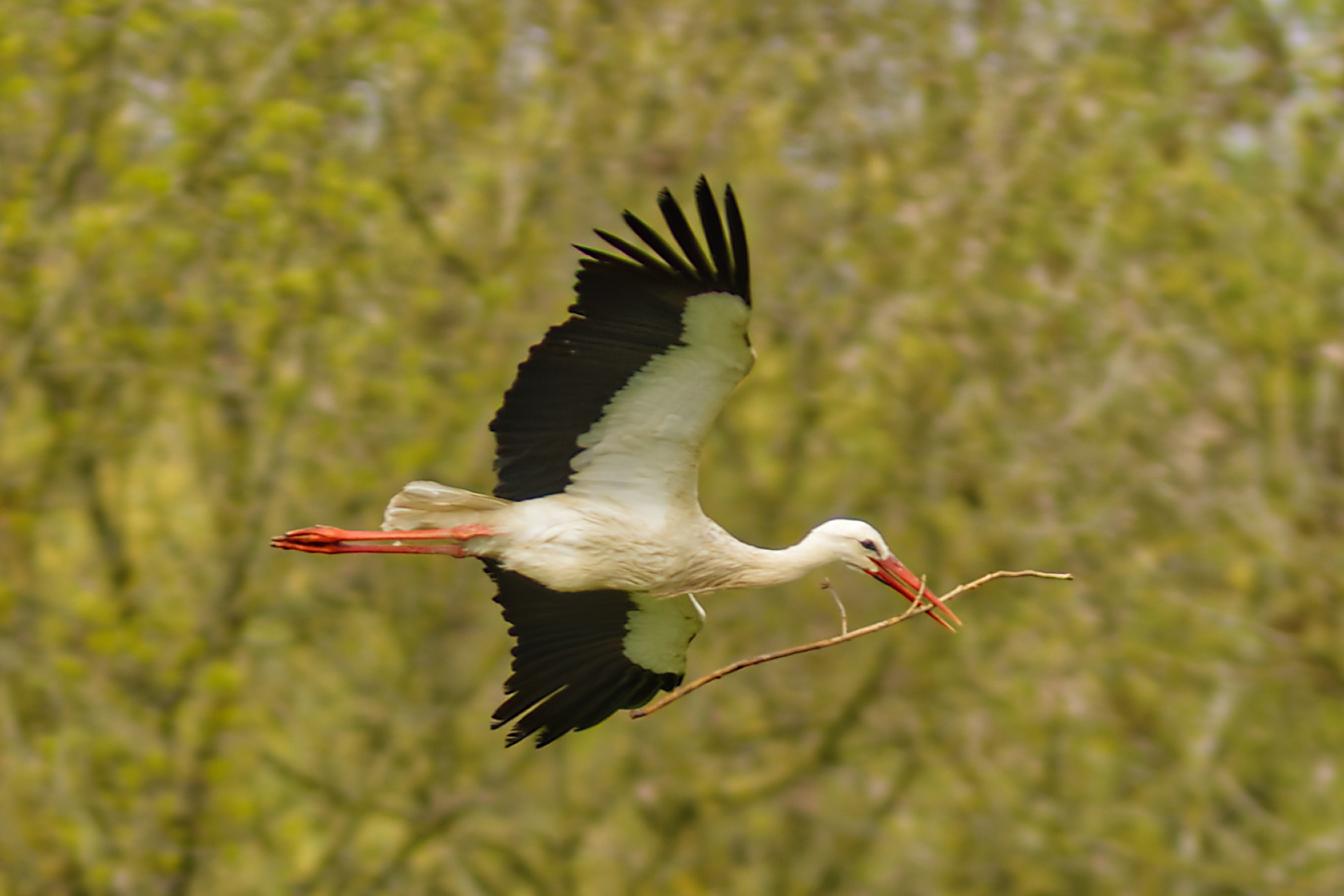Gilles - en prévision du bébé
