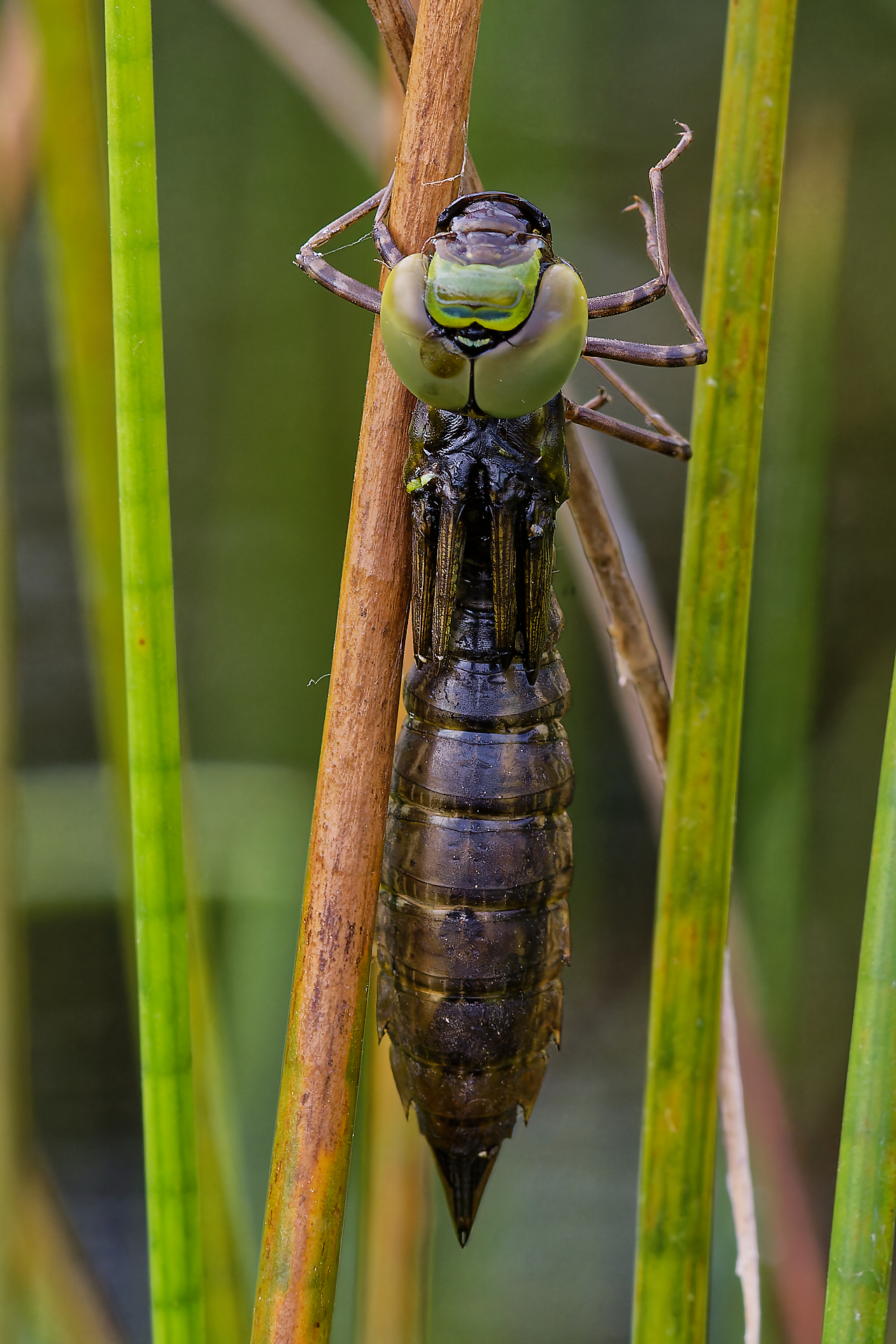 Gilles sortie ratée