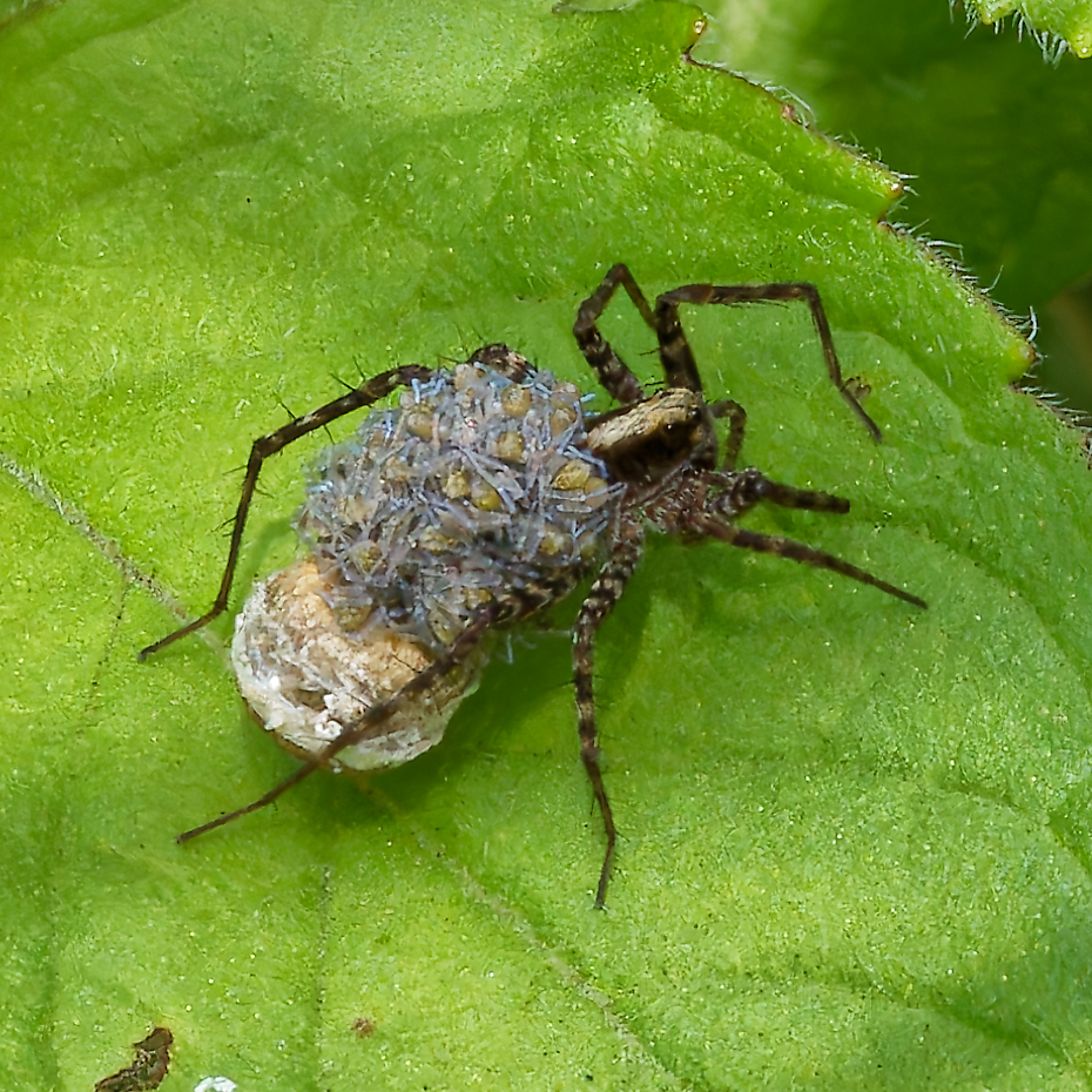 Gilles transport de vies