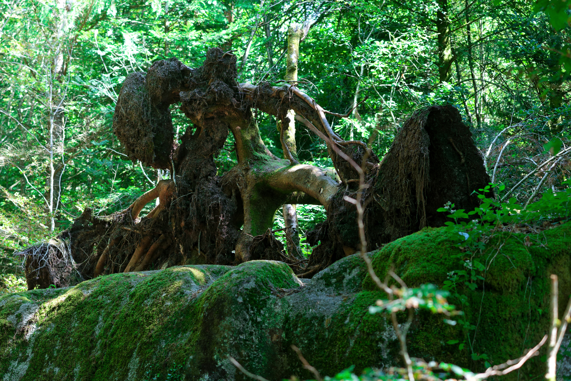 JACQUES - RACINE FIBREUSE HORS DU LIT