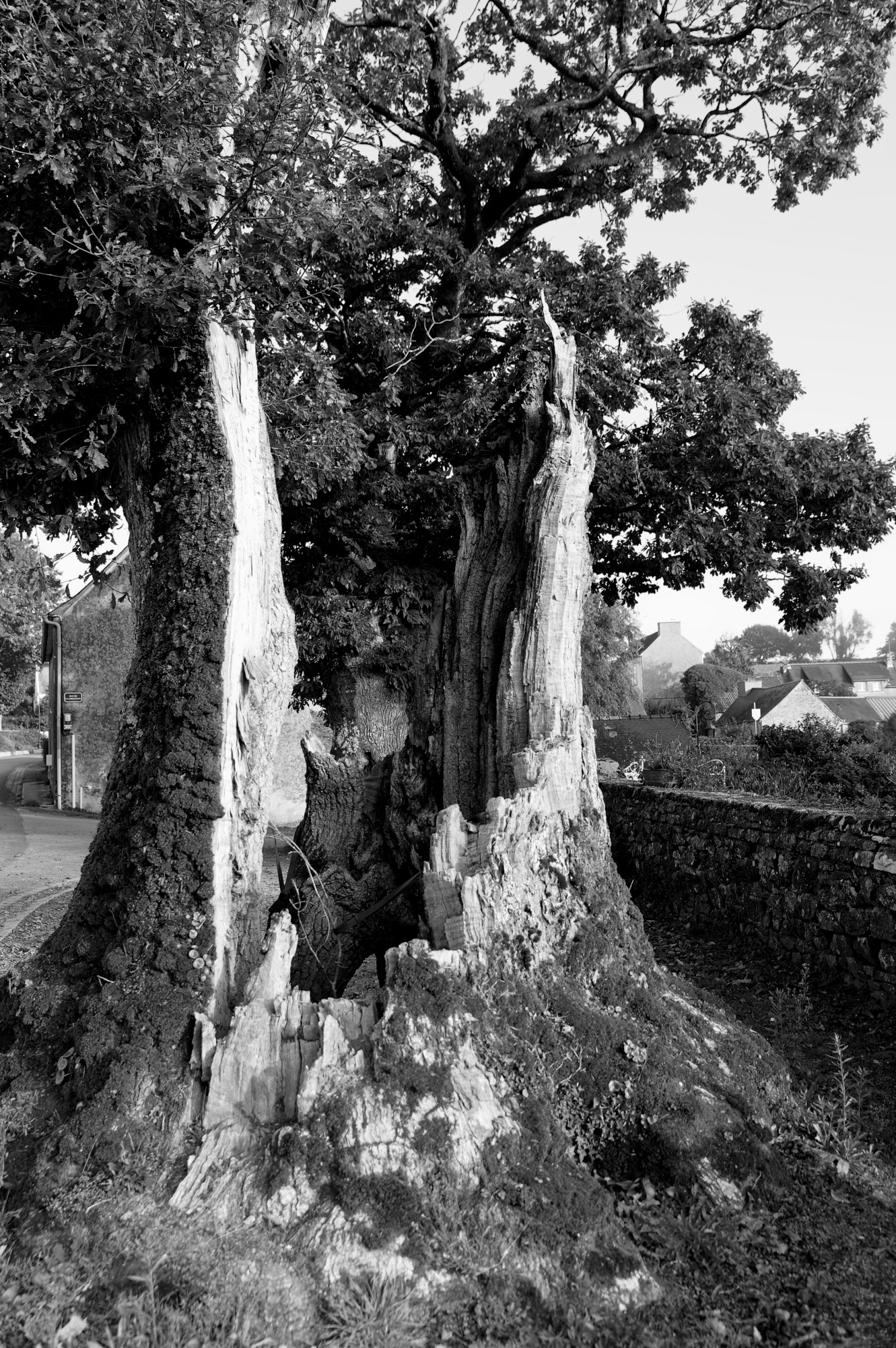 JACQUES - TRONC CREUX ABANDONNE