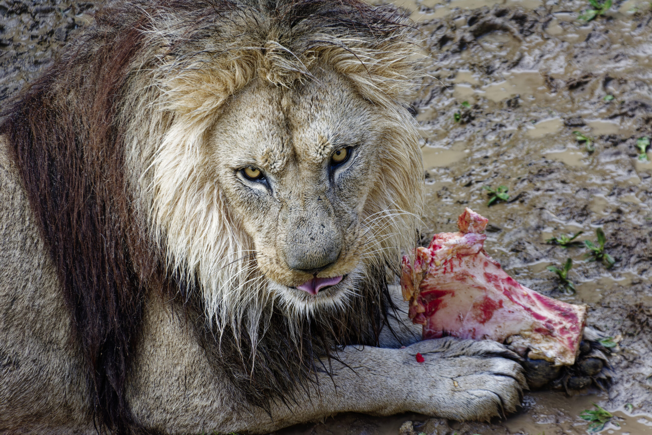 Jean - Lion