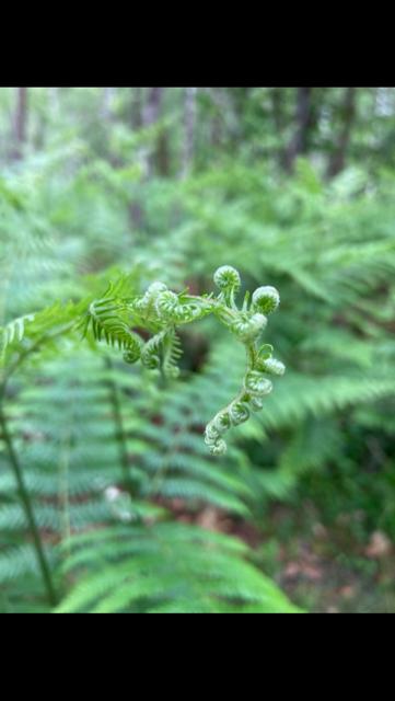 JeanPierre - tout commence par un petit bourgeon