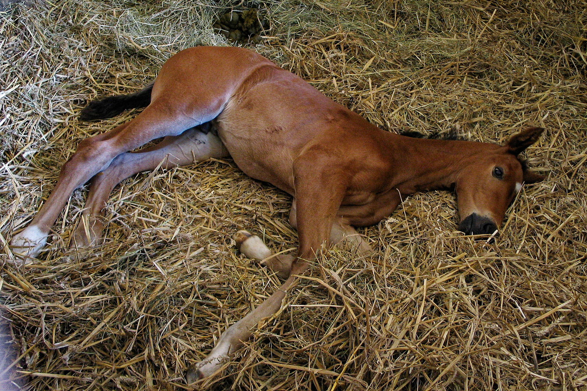 Joël - Joie de la naissance