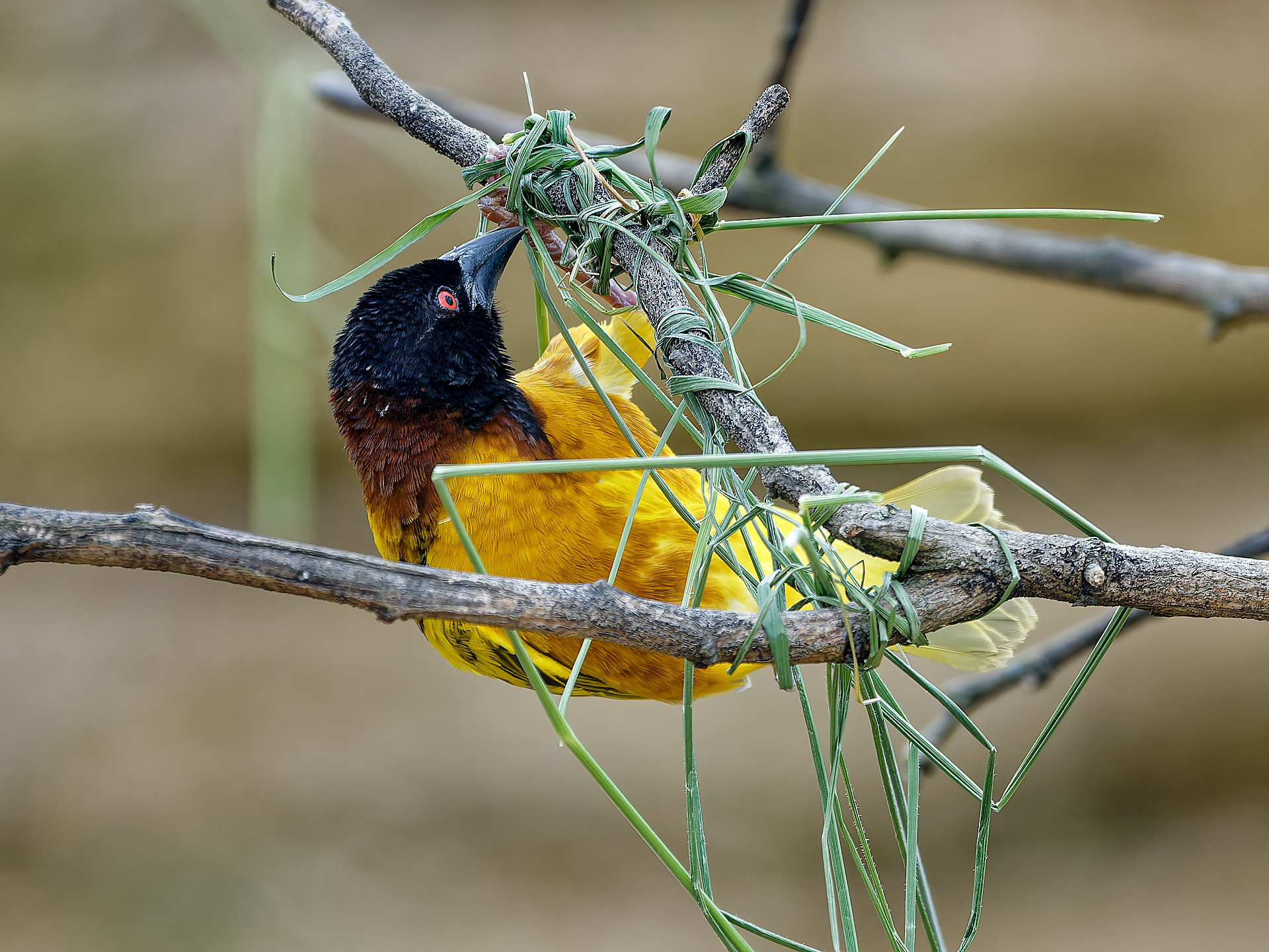 Joel _ geste technique