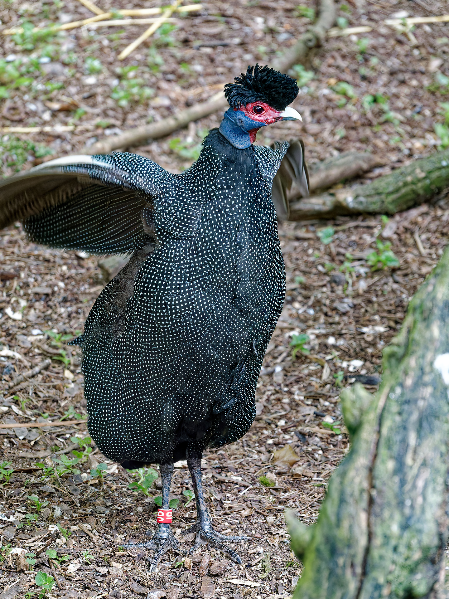 Joel _ mouvement effrayant