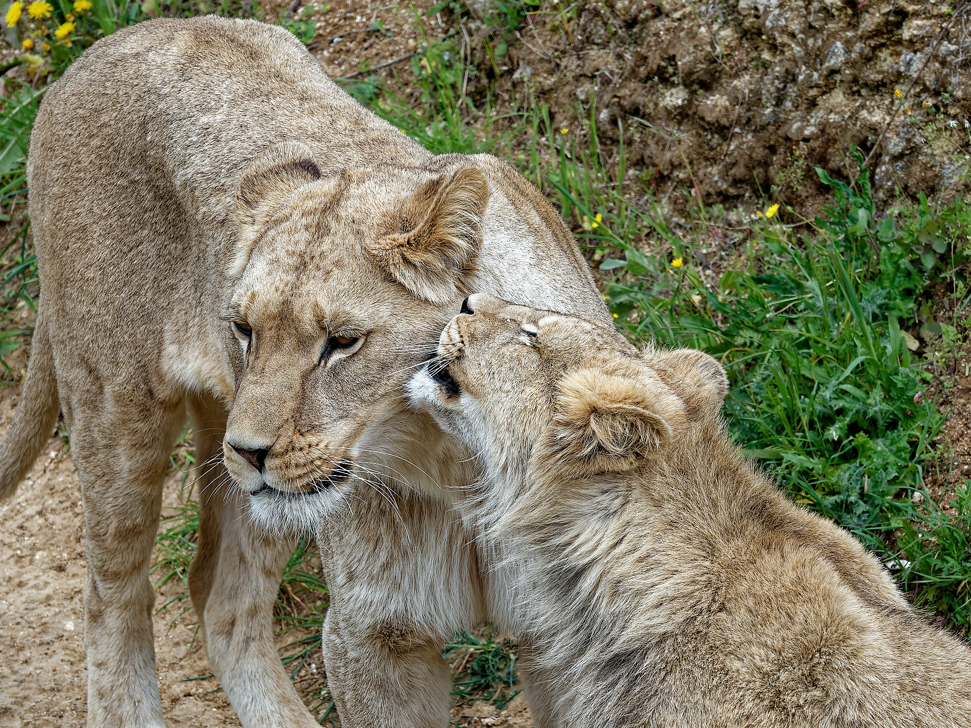 Joel _ temoignage d affection